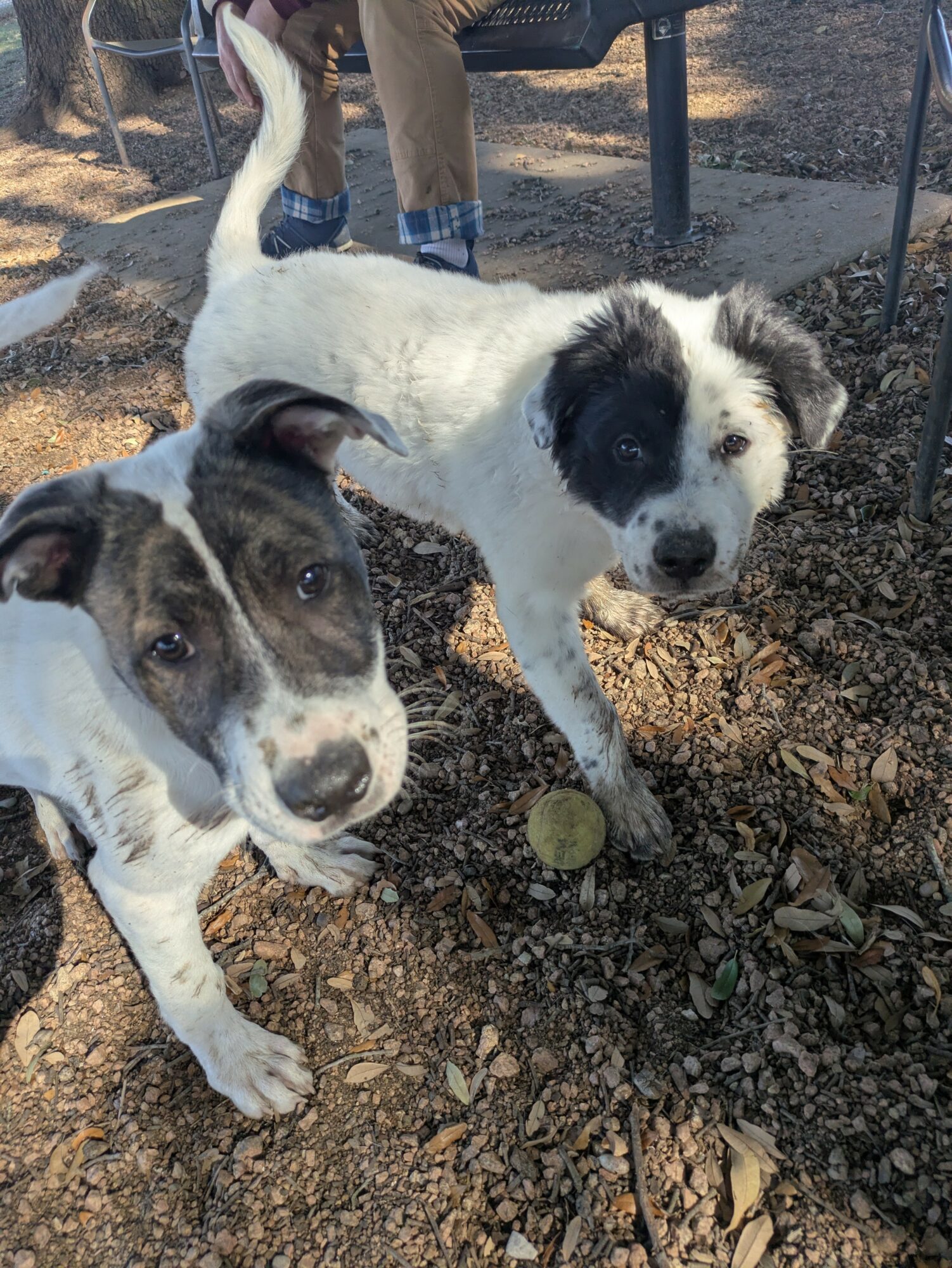 Two puppies outdoors on dirt ground, one looking at the camera, the other with a ball nearby, people in background.