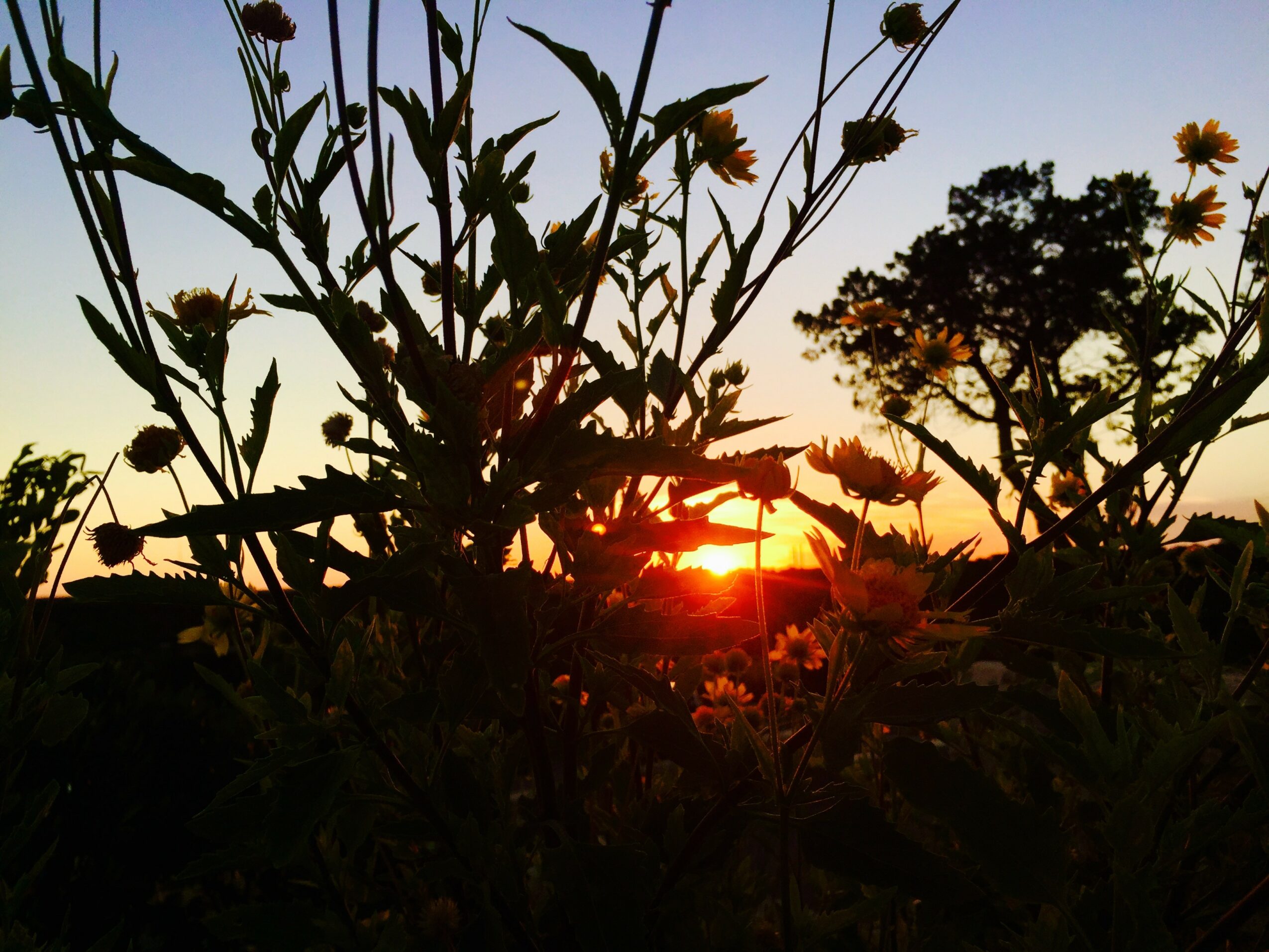 Silhouetted wildflowers and trees against a sunset sky with the sun near the horizon.
