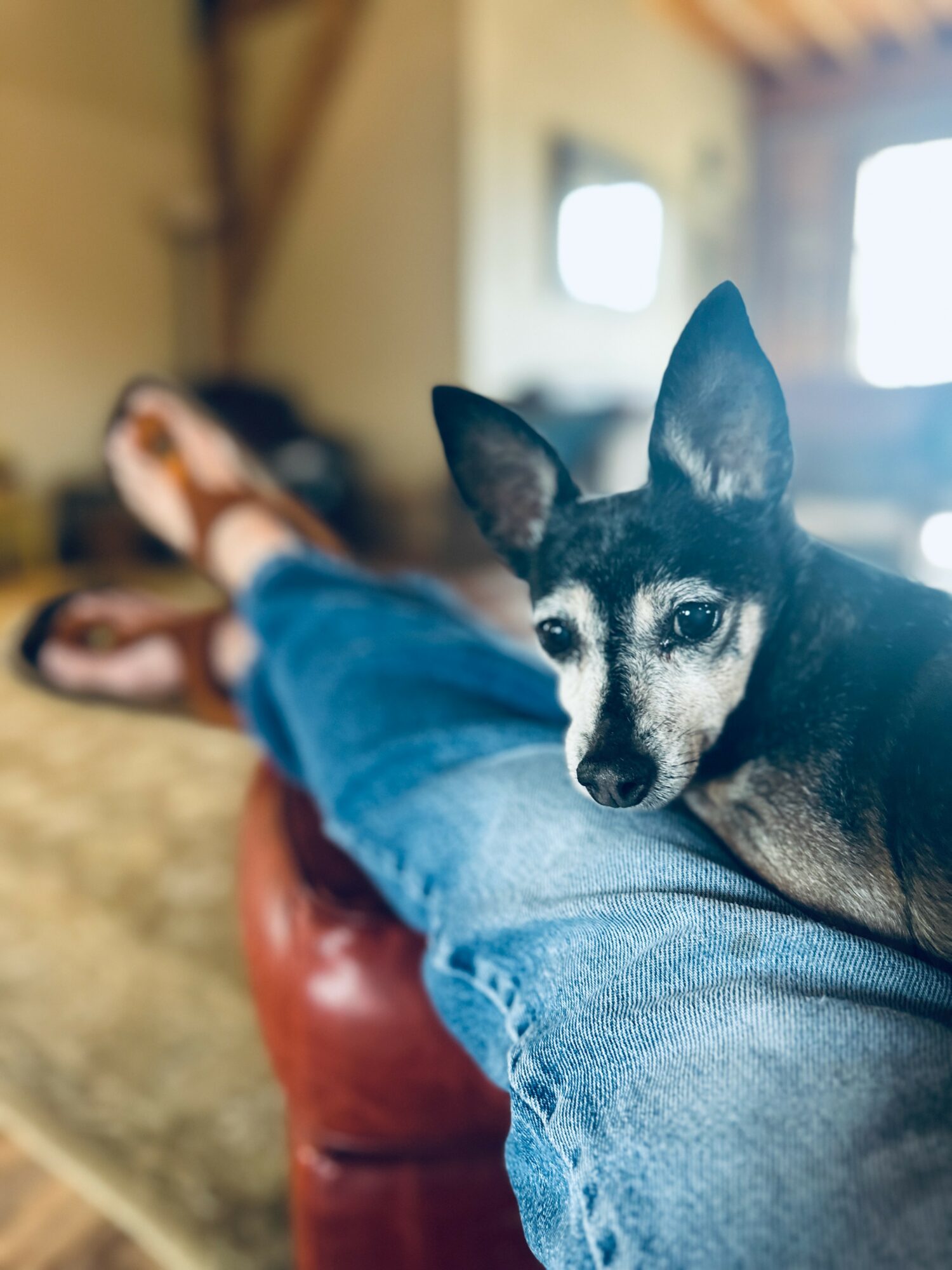 Dog resting on person's lap indoors, person lying on a couch with legs stretched out, sunlight coming through window.