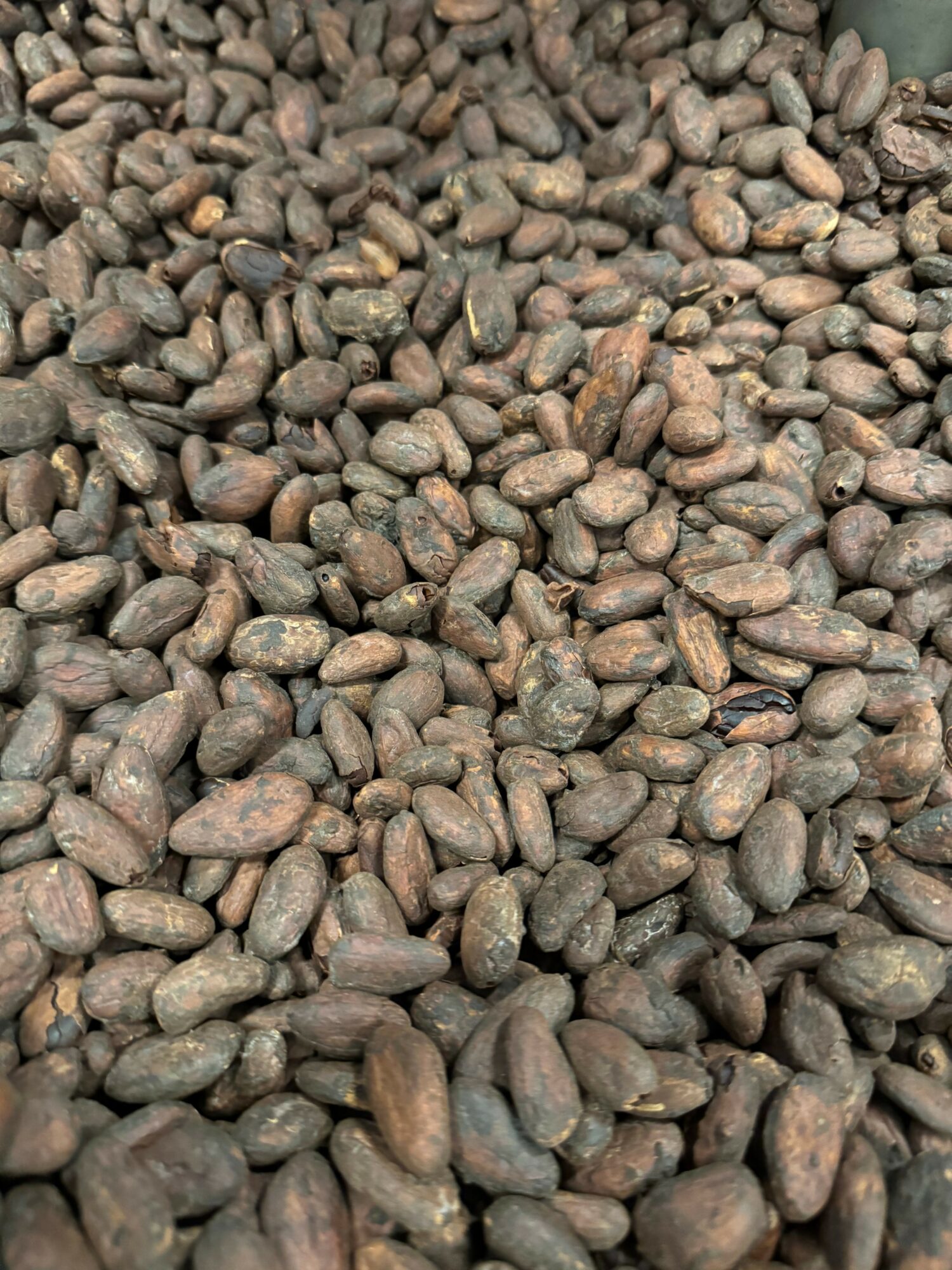 Close-up of small, smooth, dark brown and gray stones scattered densely.