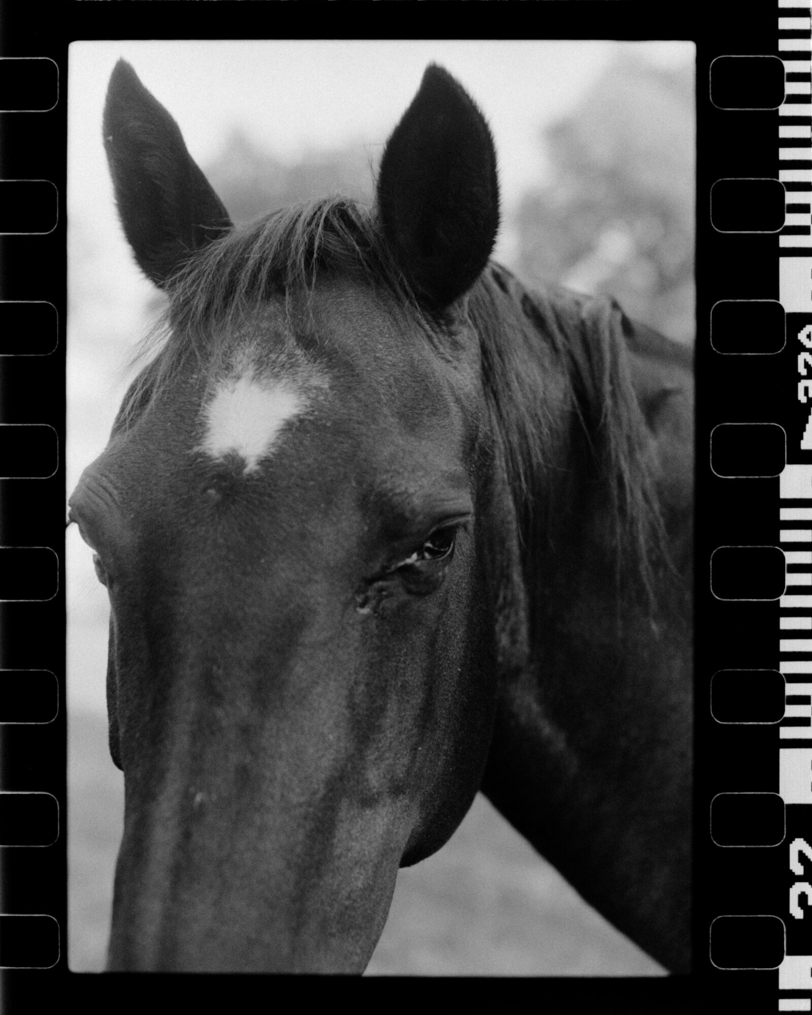 Close-up of a horse's head with ears upright and a white star-shaped marking on its forehead.