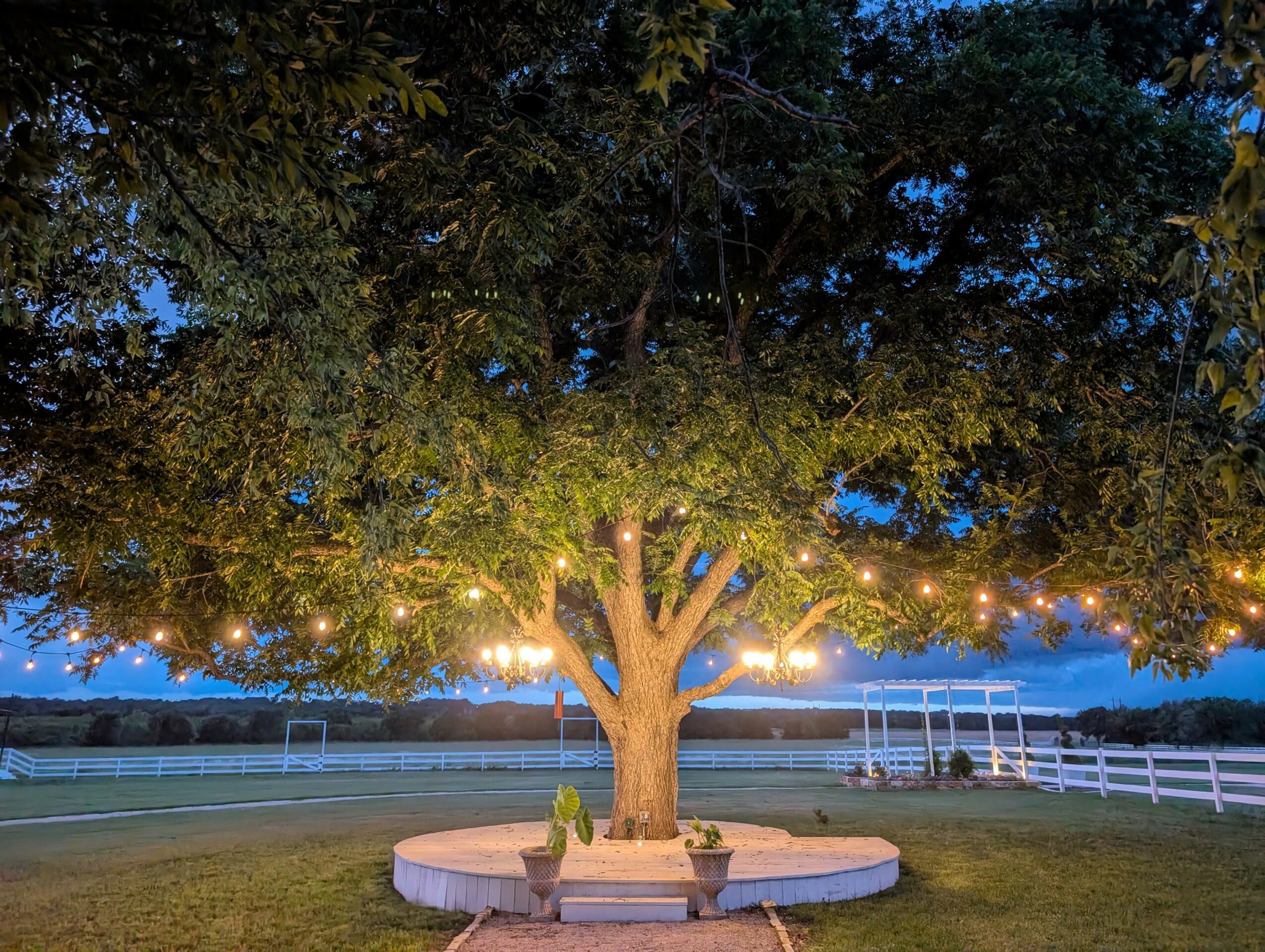 Tree with string lights, circular platform, and two potted plants in a grassy area at dusk.