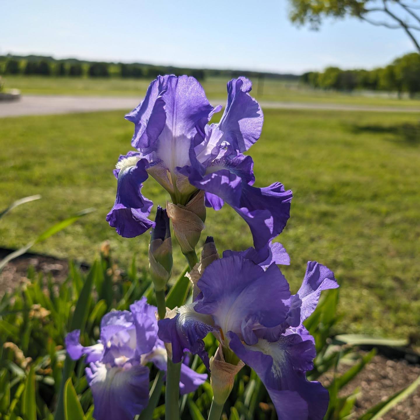 Purple iris flower with ruffled petals in a garden, sunny day, green grass and trees in background.
