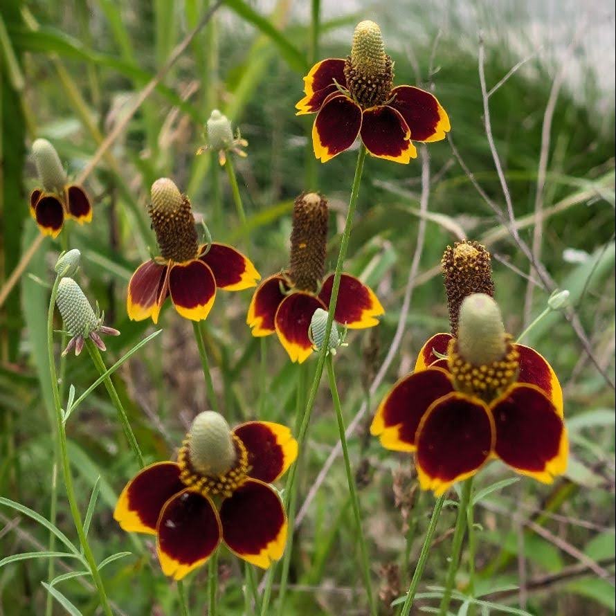 Group of dark red and yellow flowers with tall green stems and blurred background