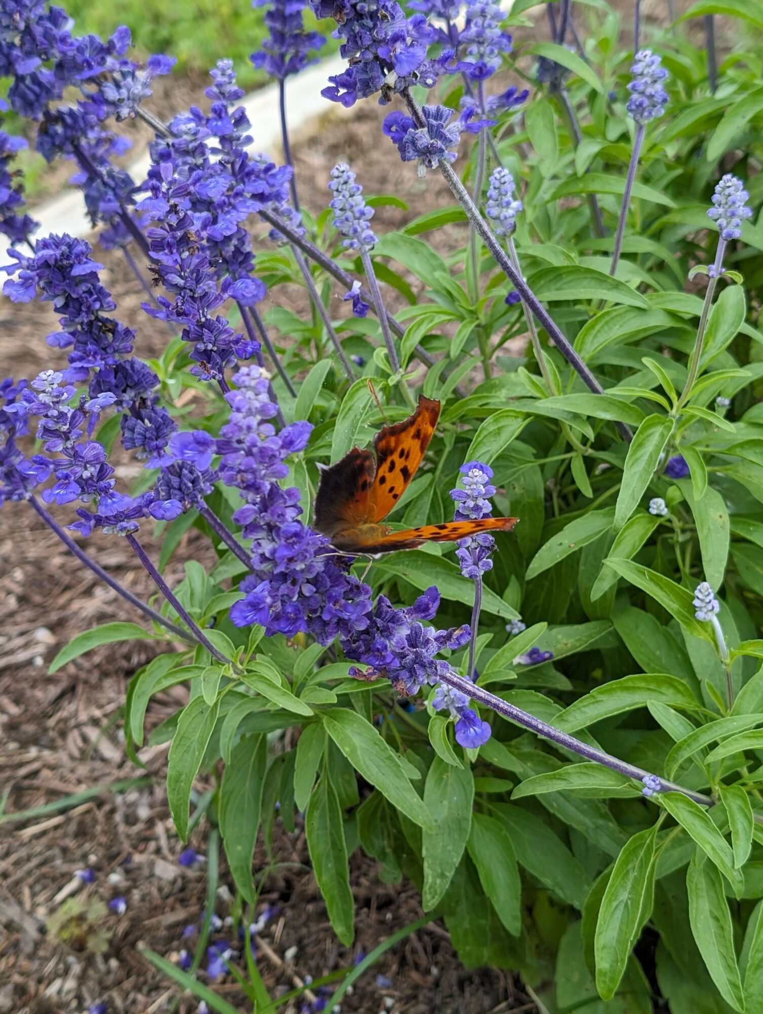 Orange butterfly on purple flowers with green leaves, garden scene, natural light, detailed plant textures.