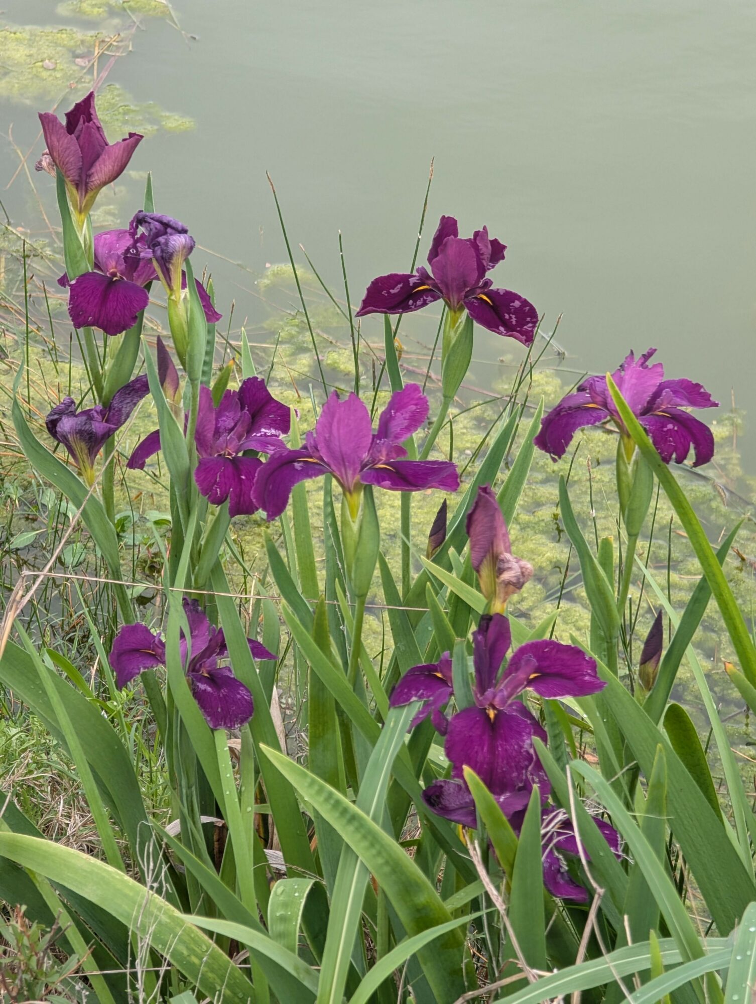 Purple irises with green leaves grow near water, with a calm water surface in the background.