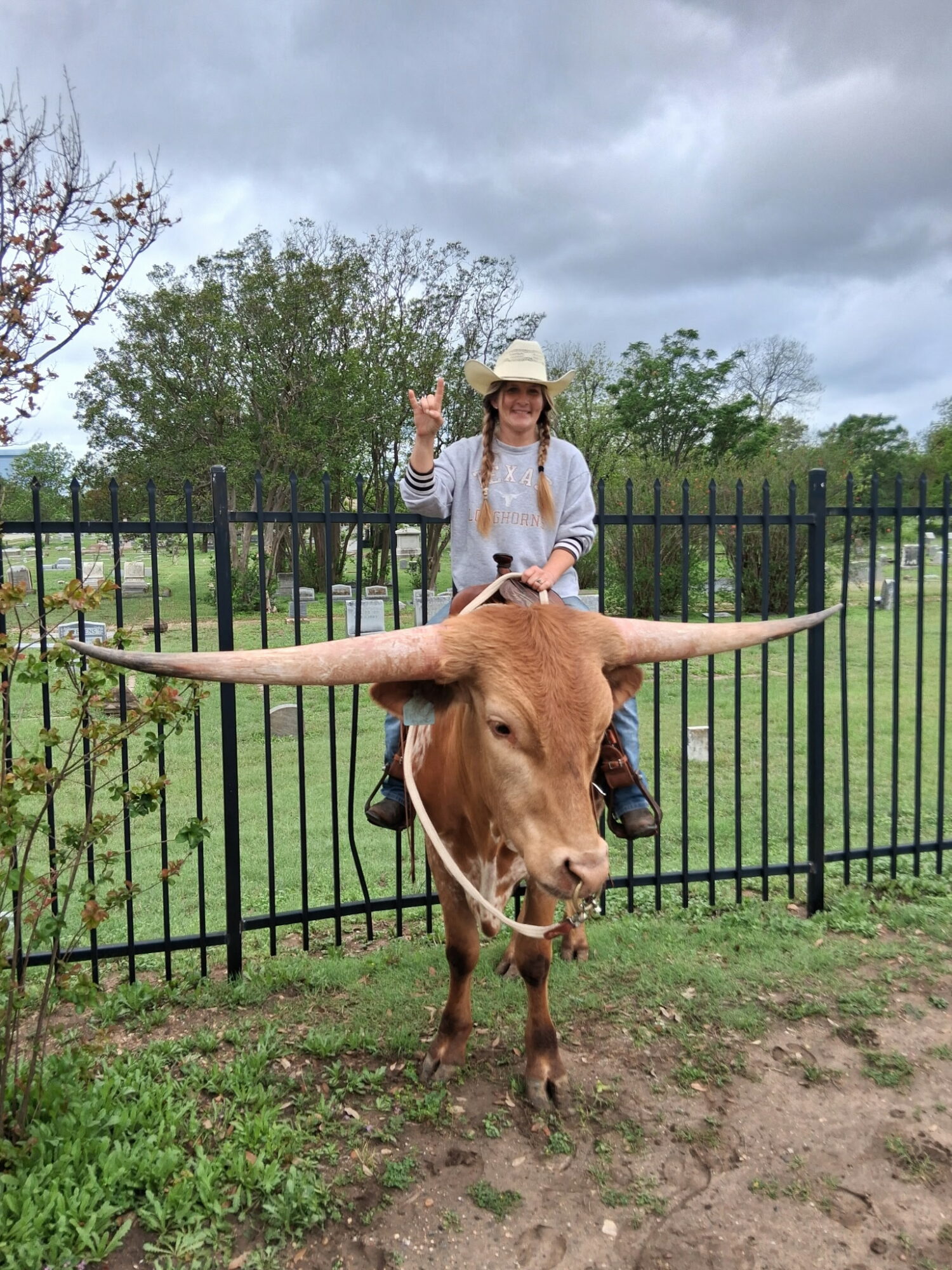 Person riding a long-horned cow, waving, outdoors with trees and cloudy sky, behind a black fence.