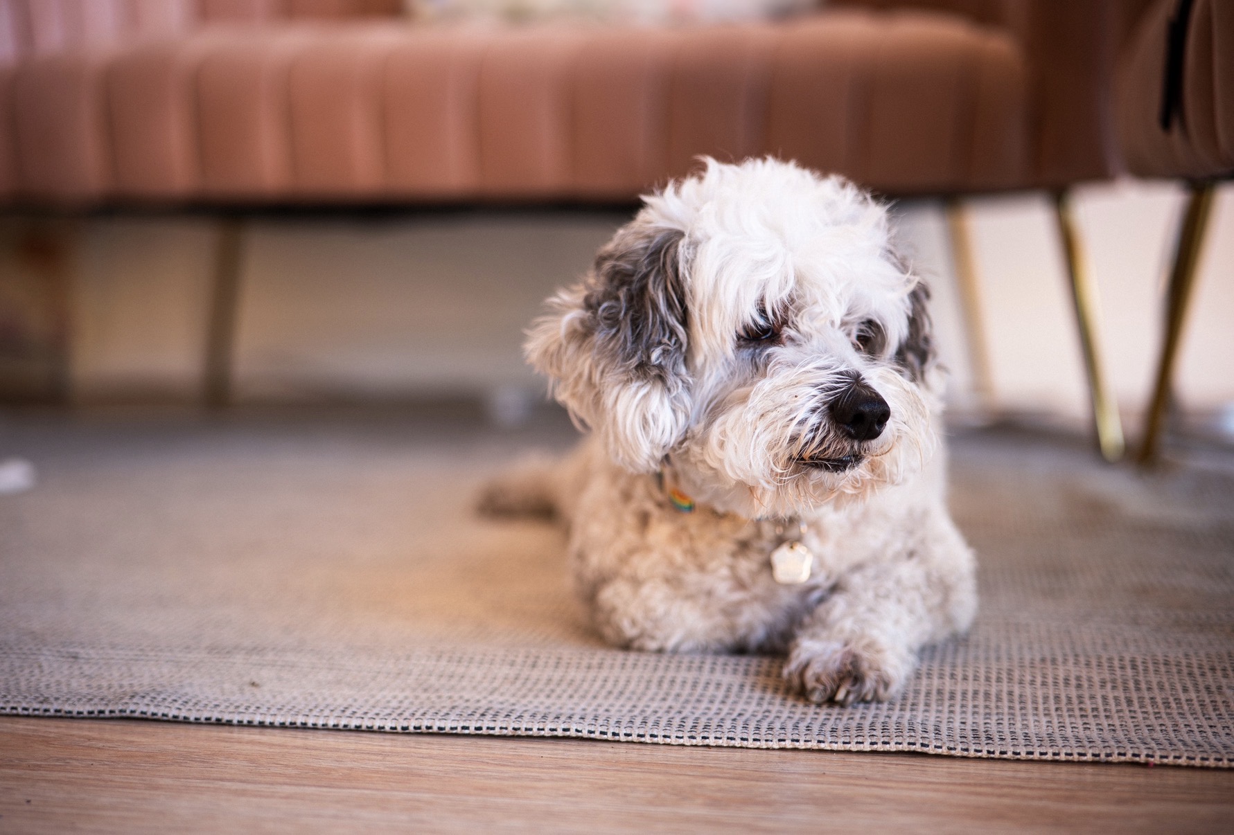 Small fluffy dog lying on a rug in a living room with a sofa in the background.