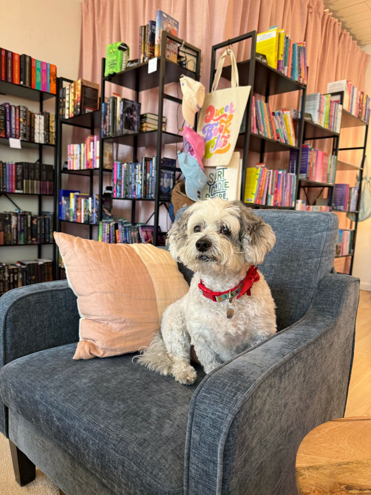 Small dog with a red collar sitting on a pink pillow on a gray couch in a bookstore.