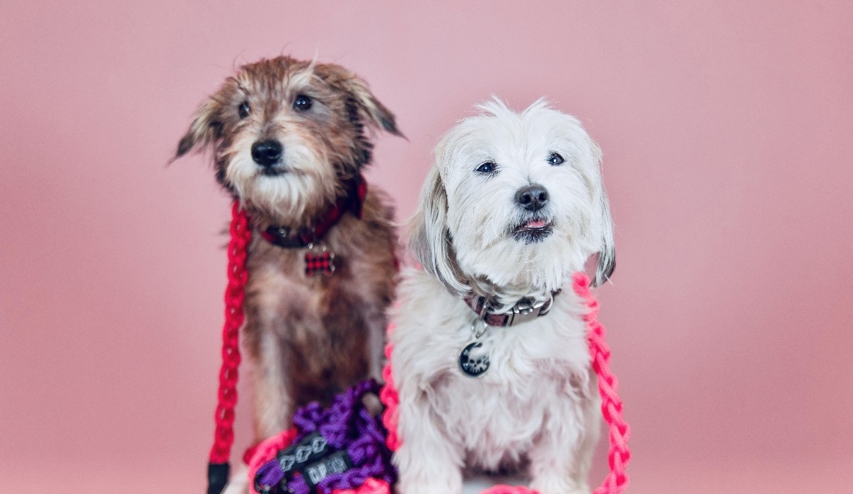 Two dogs sit against a pink background, one with brown fur and the other white, both wearing collars and leashes.