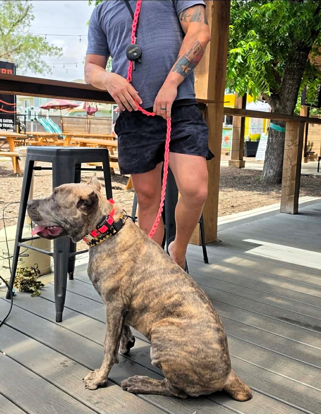 Person standing outdoors holding a leash attached to a sitting brindle-colored dog with a collar, on a wooden deck.
