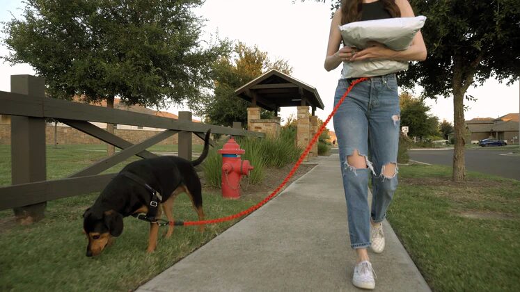 Person walking a dog on a leash along a sidewalk, holding a package, with trees and a fire hydrant nearby.