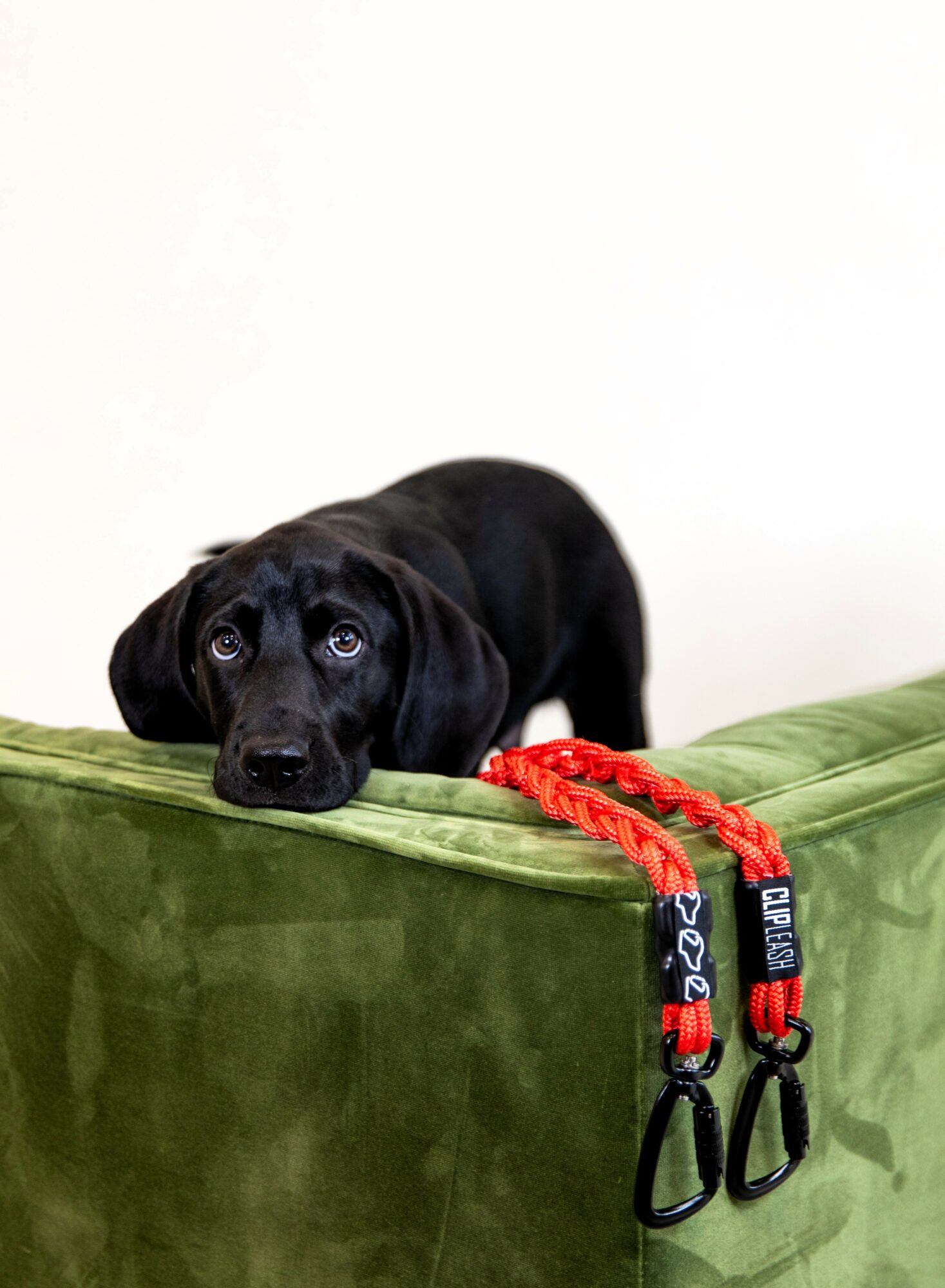Black puppy lying on green cushion with red leash hanging over edge, against a plain white background.