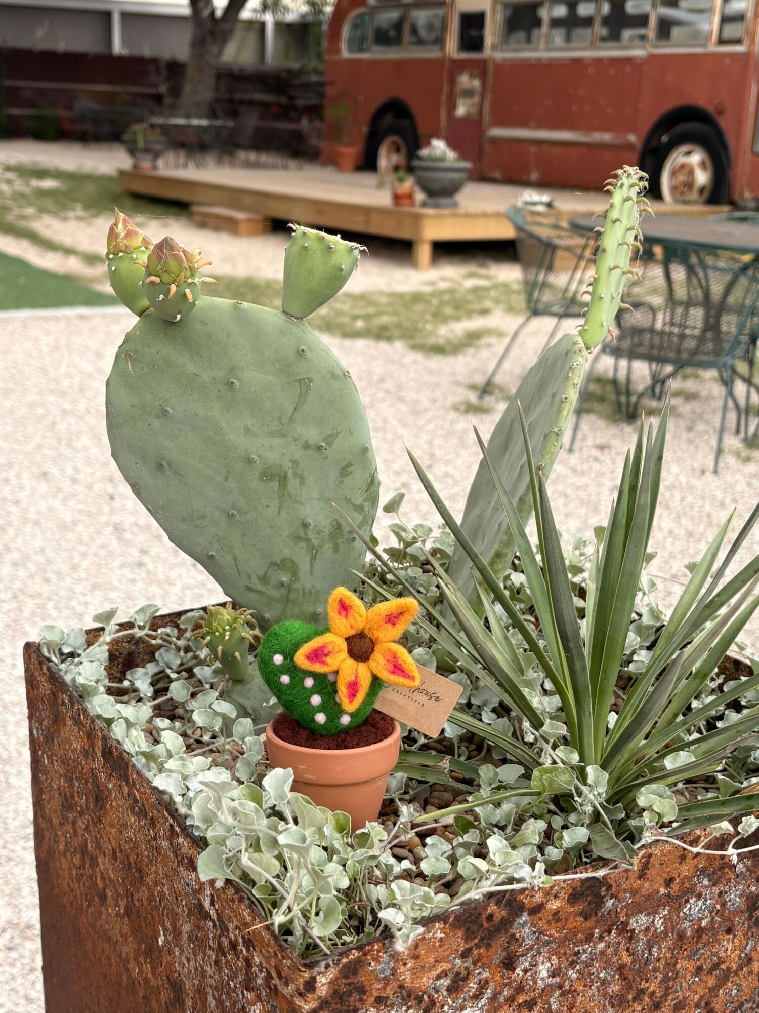 Potted cactus with a yellow flower, surrounded by green plants and white gravel, on a rusty surface.