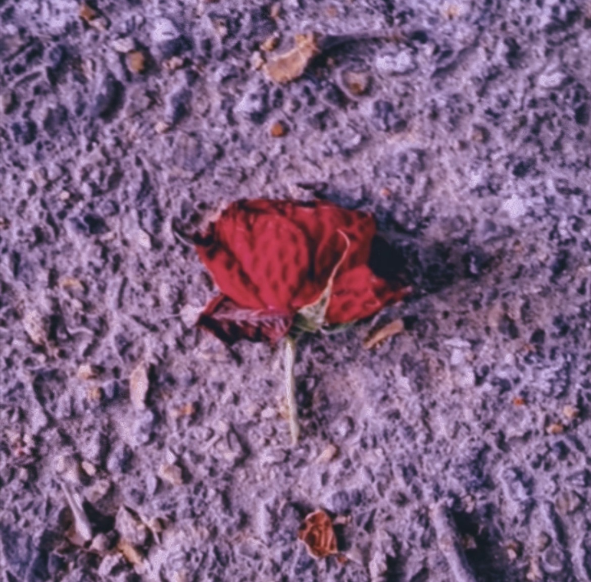 Red butterfly on purple soil surface with small rocks, one leaf nearby, and a thin stem attached to the butterfly.