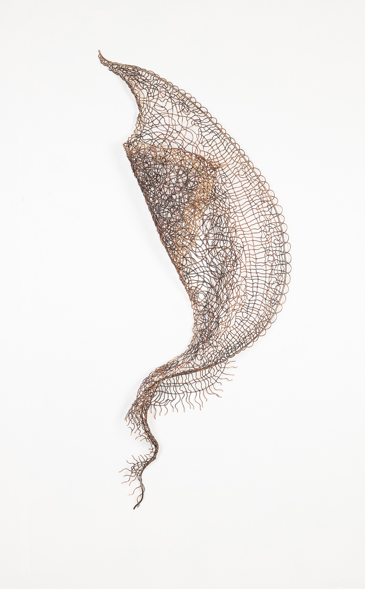 Delicate, skeletal leaf structure with intricate veins and a curved shape, displayed against a white background.