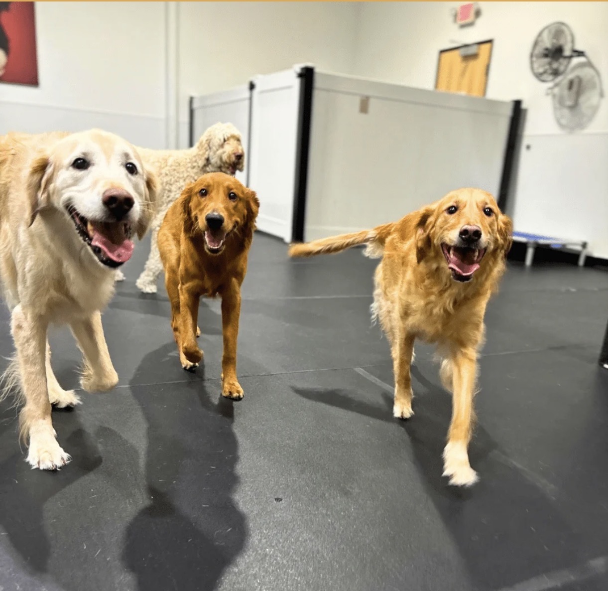Three dogs walking indoors on a black floor, with white walls and some equipment in the background.