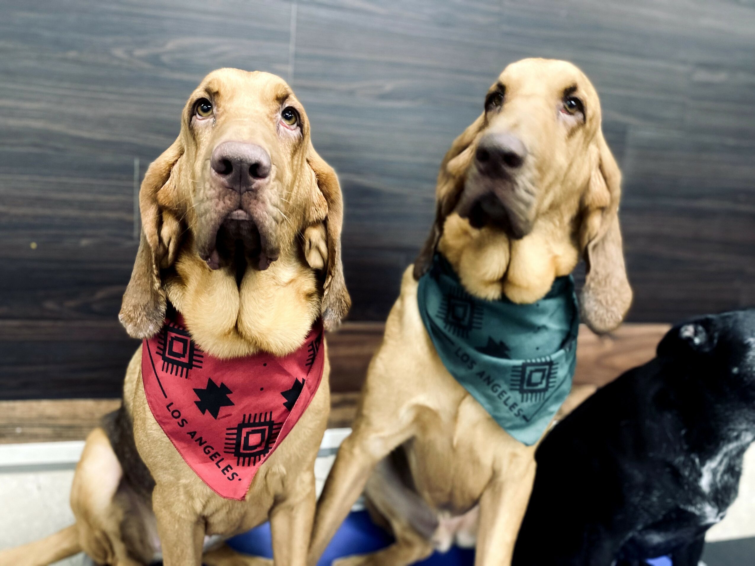 Two dogs wearing bandanas sit side by side, one with a pink bandana and the other with a blue bandana, against a wooden background.