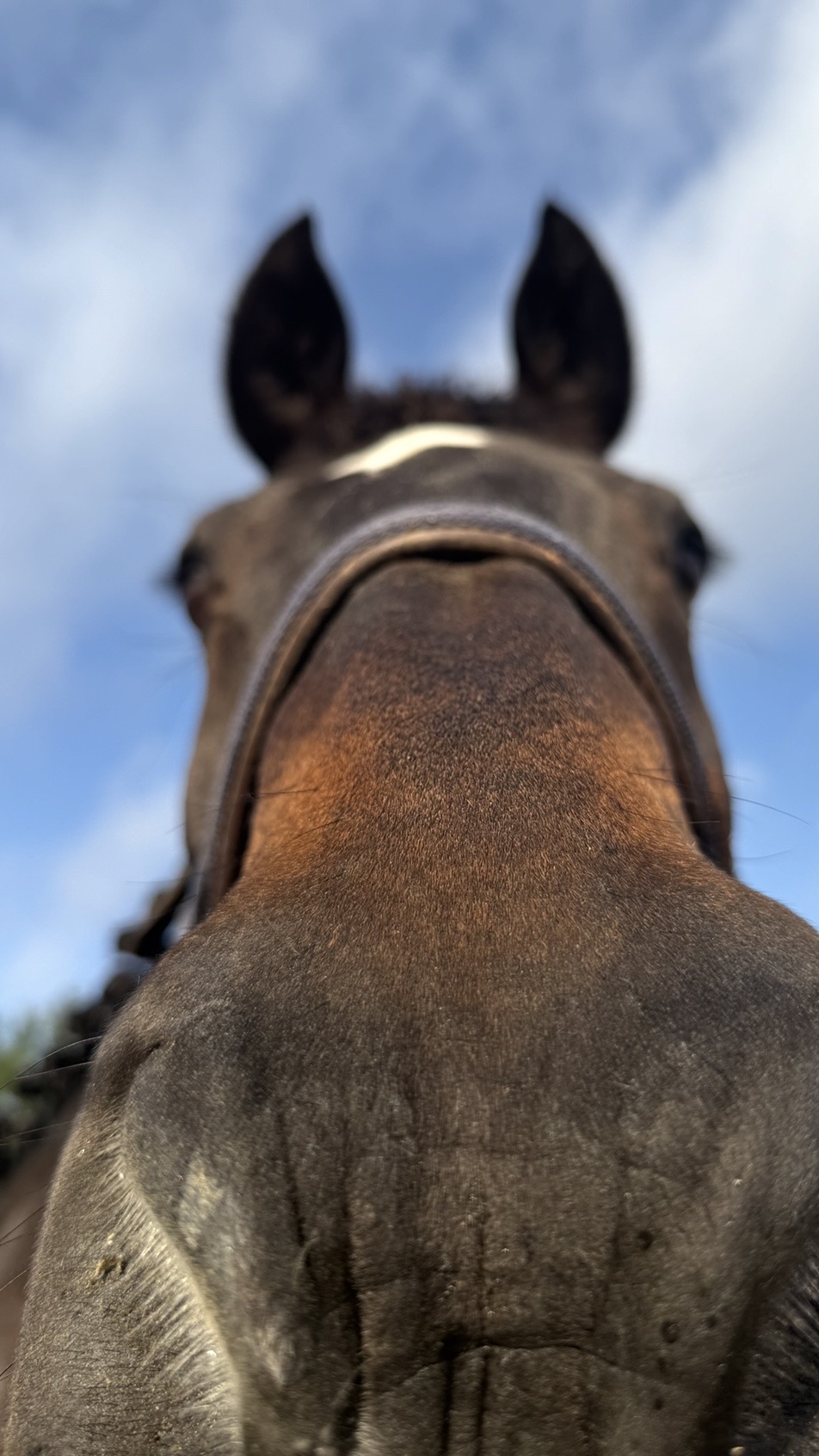 Close-up of a horse's face from below, showing its nose, eyes, and ears against a blue sky.