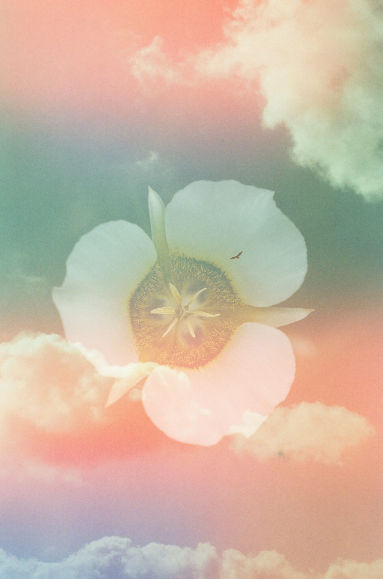 A sky with clouds and a large flower with a tomato inside, blending natural and surreal elements, pastel colors.