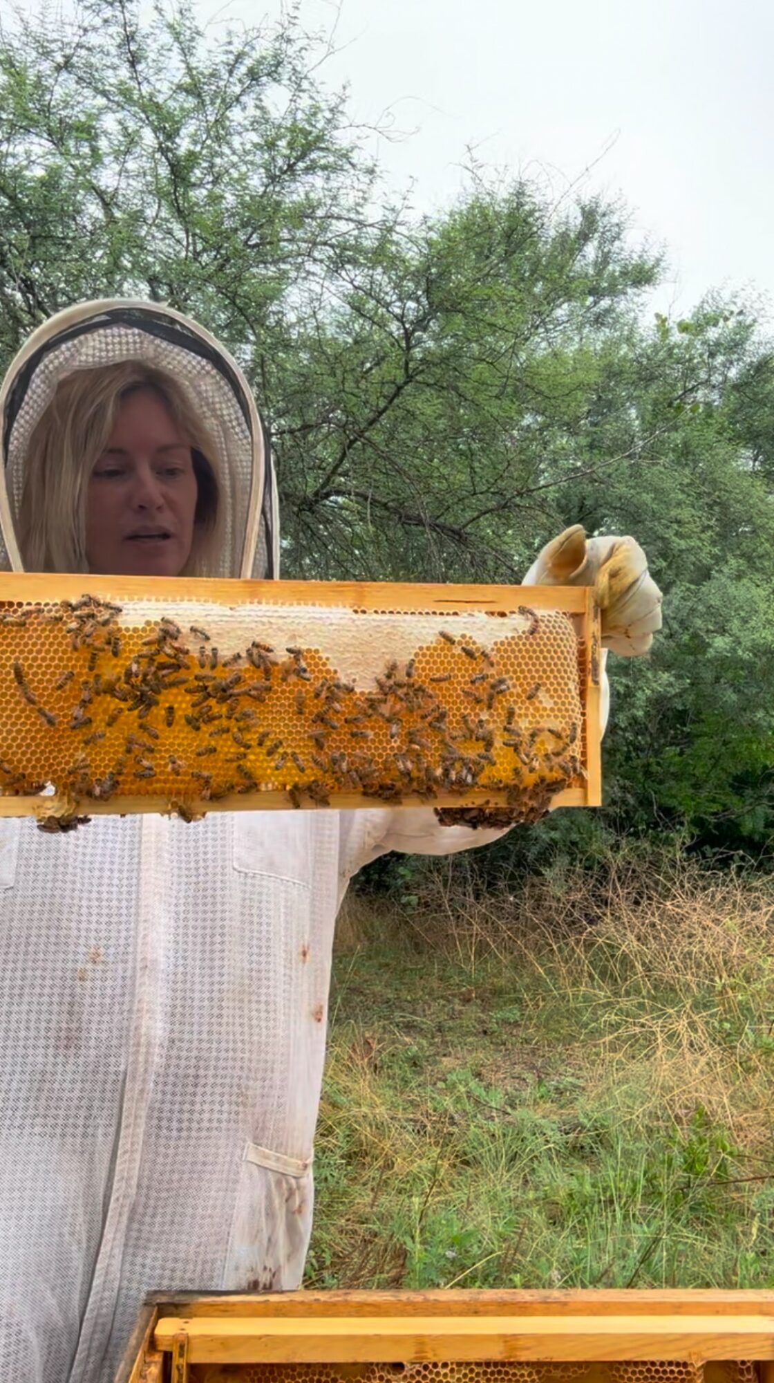 Person holding a honeycomb frame with bees outdoors, trees and grass in background.