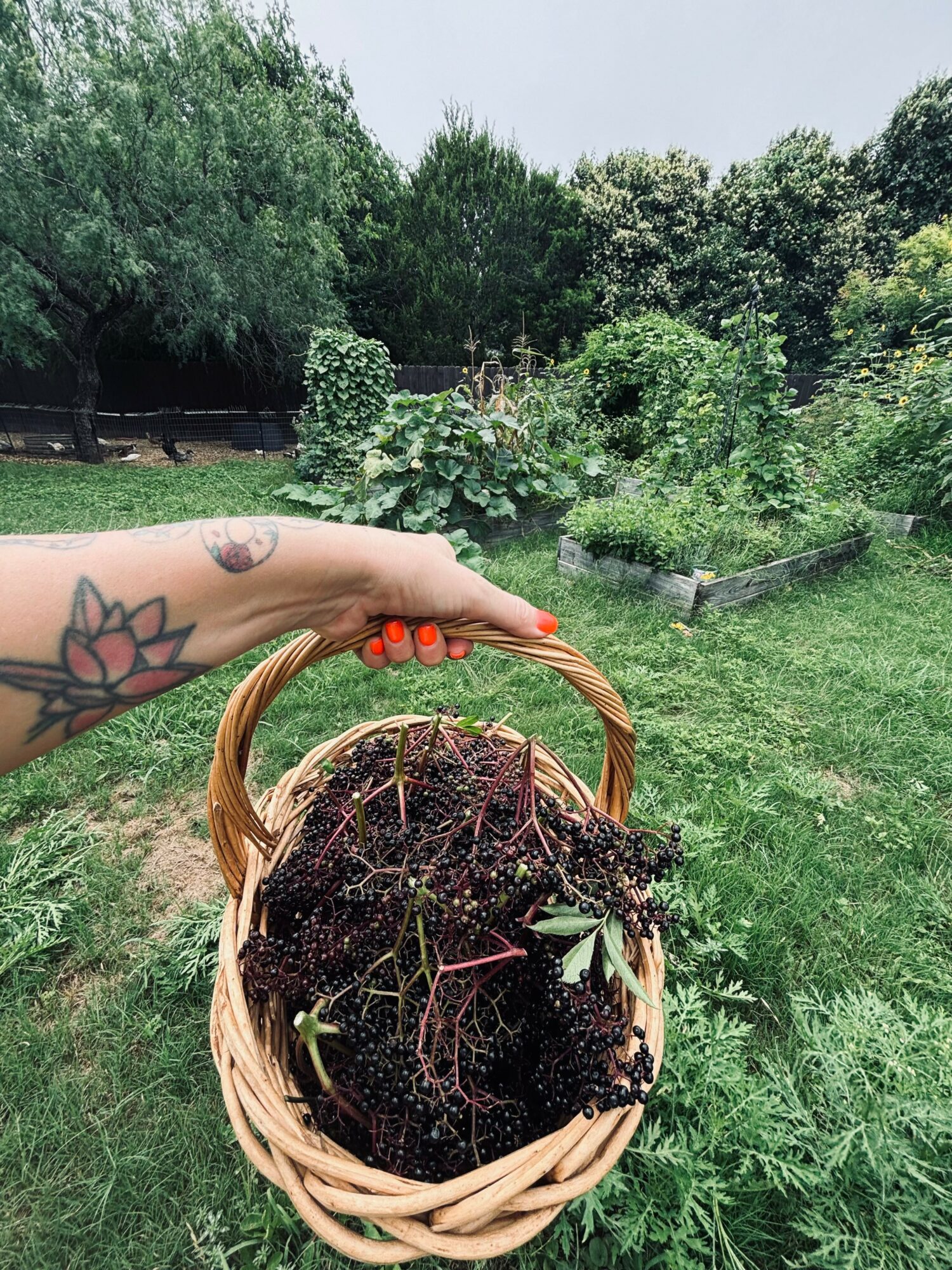 Hand with tattoo holding a basket of freshly picked dark soil or compost outdoors, with green plants and trees in background.