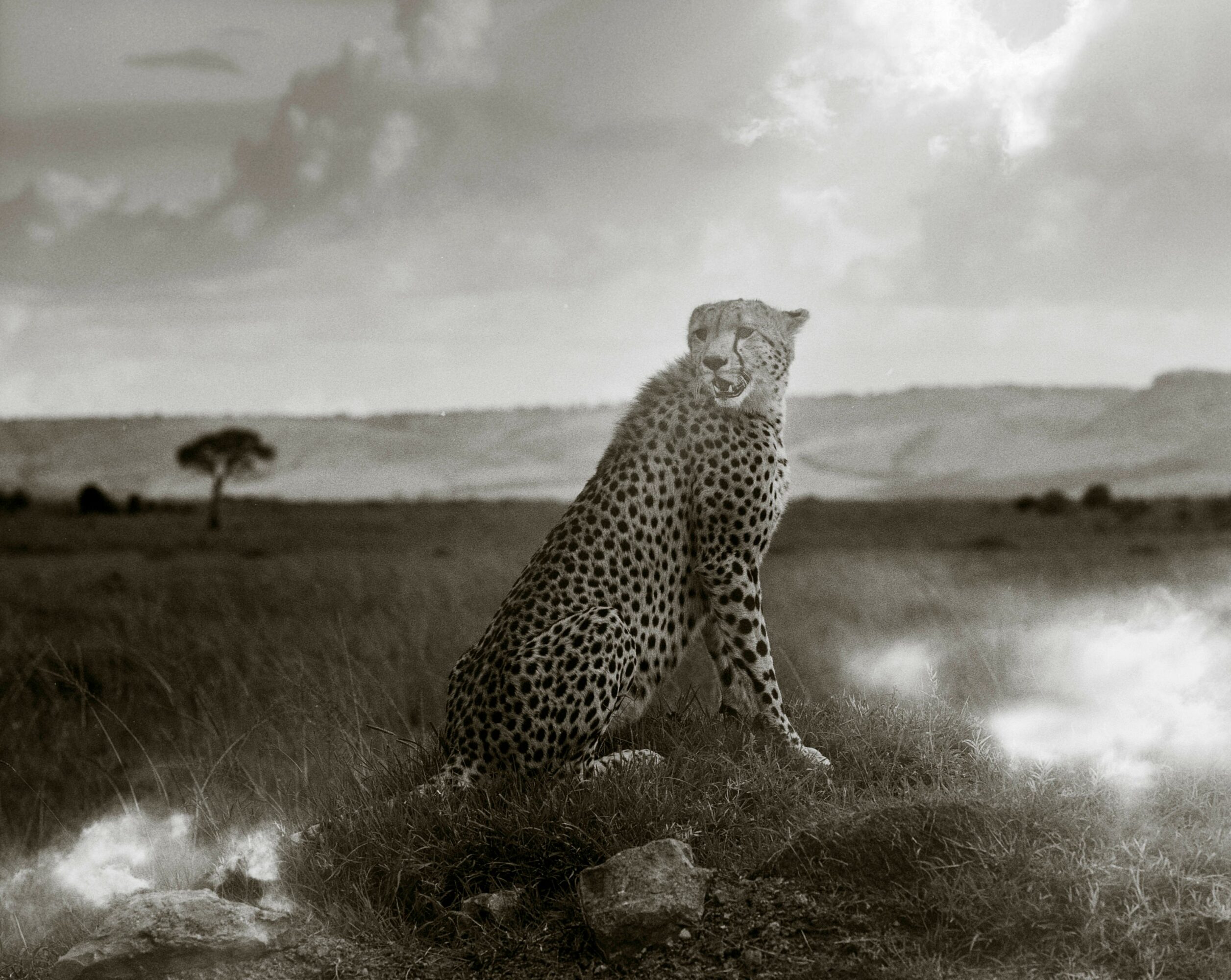 Cheetah sitting on grassland with cloudy sky in background, black and white image.