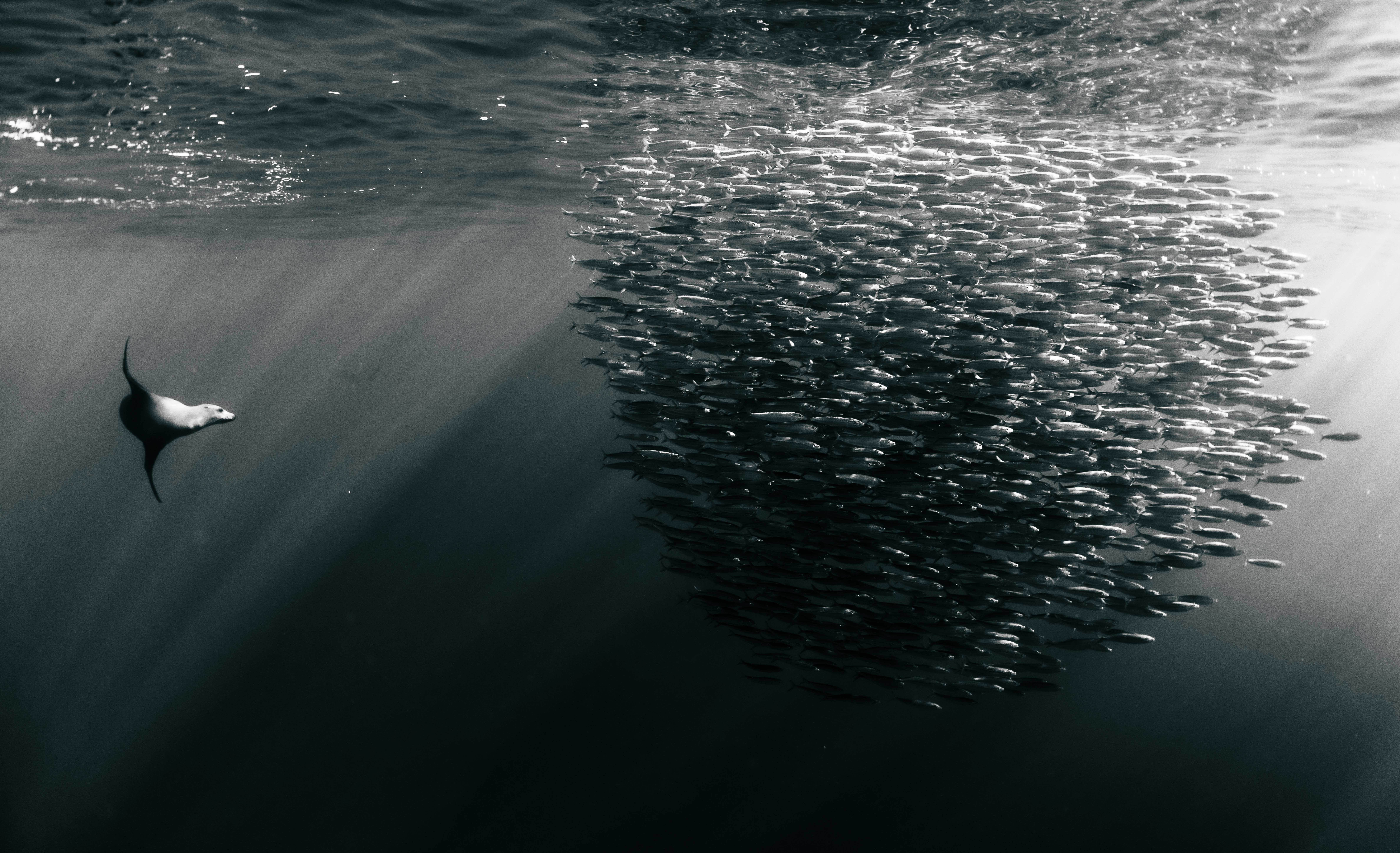 Partially submerged whale tail in water with sunlight rays and a large floating object, possibly a raft or debris, nearby.