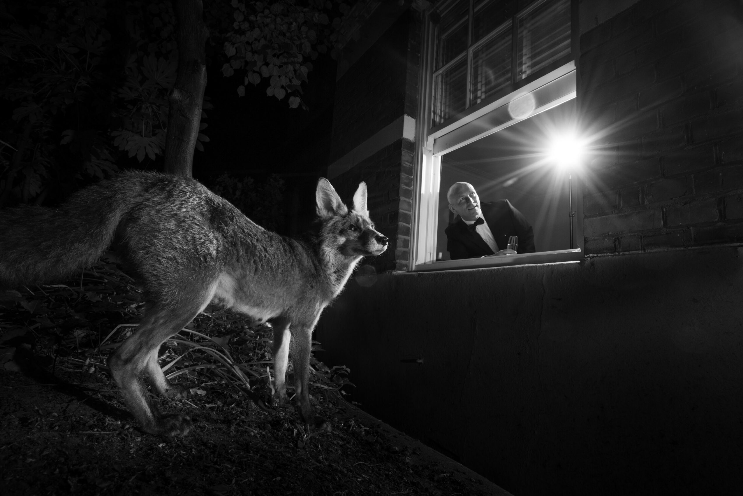 A dog standing outdoors at night, looking at a person behind a glass window with bright light, in black and white.