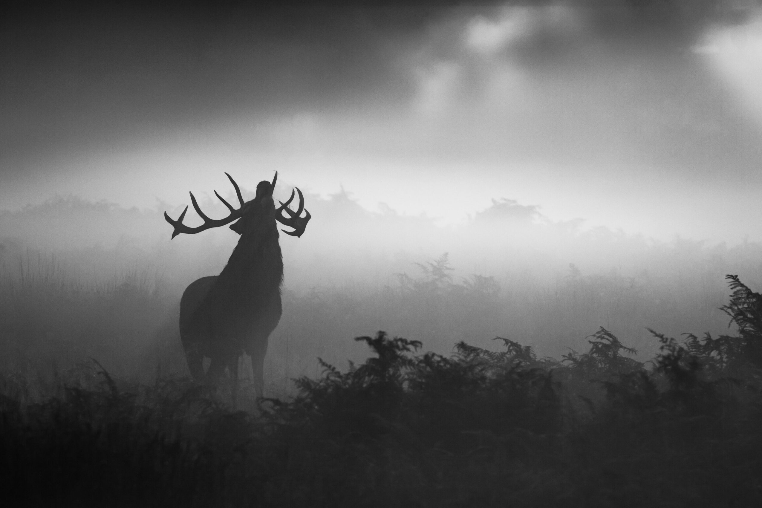Silhouette of a deer with antlers standing in foggy landscape, trees and bushes in the background, black and white image.
