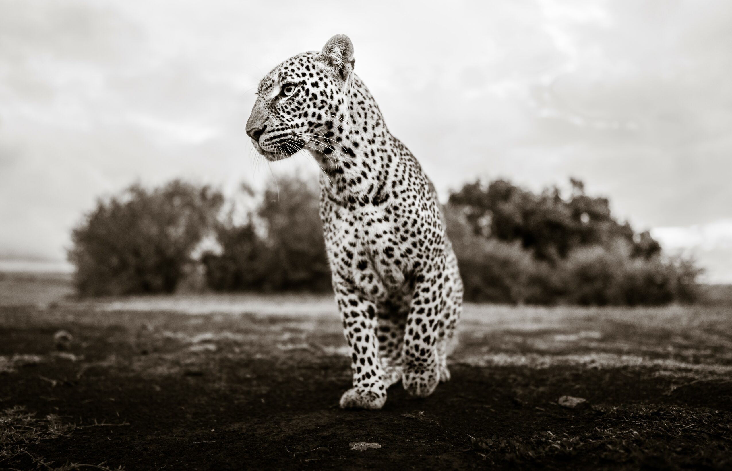 Leopard walking on ground with trees and cloudy sky in background, black and white photo.