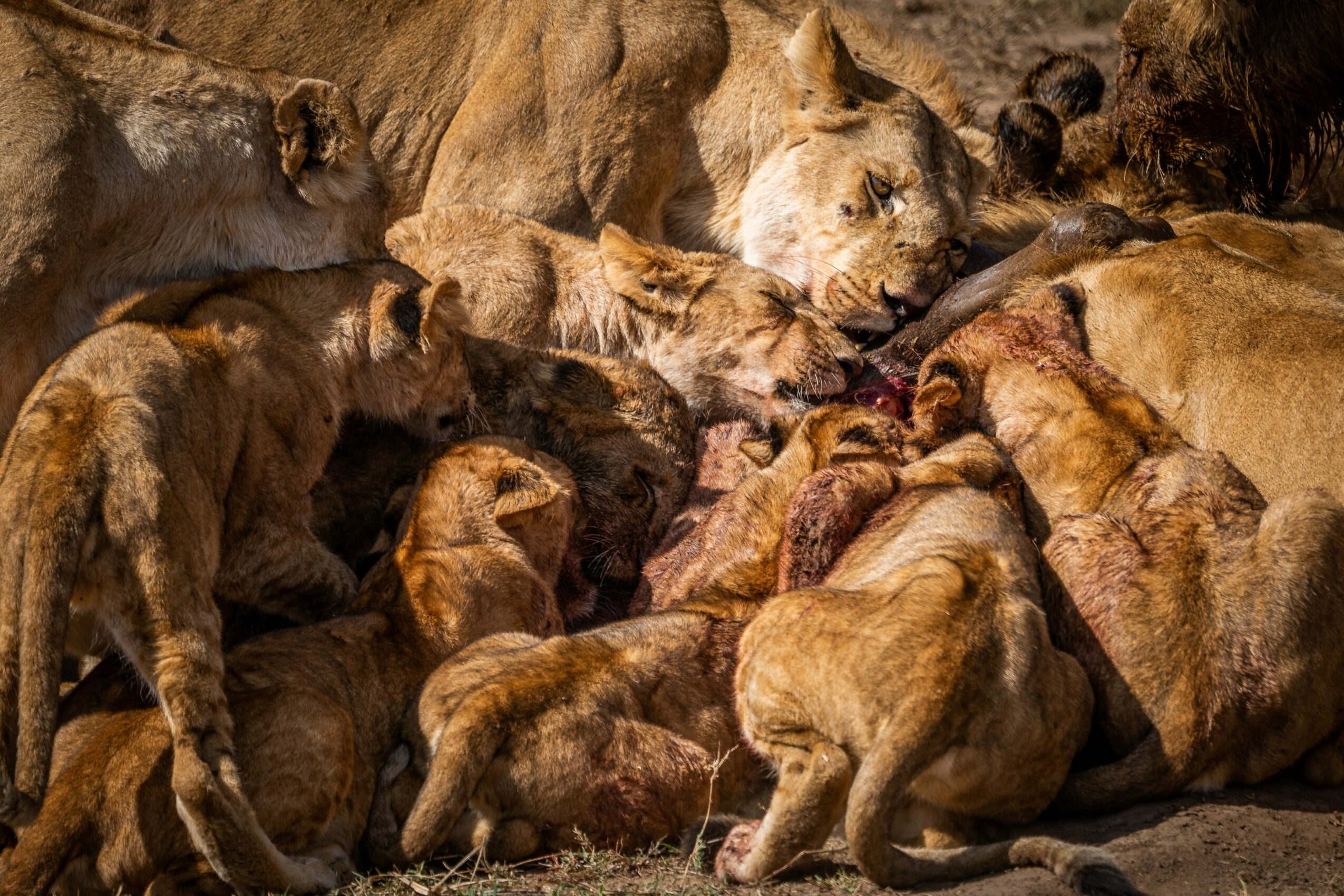 Group of lions, including cubs, resting and interacting on the ground in a natural setting.