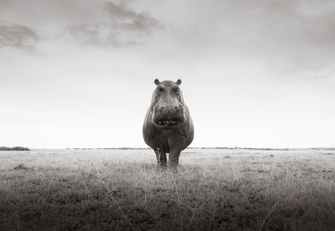 Hippo standing on grassland with cloudy sky background, facing forward, centered in the image.