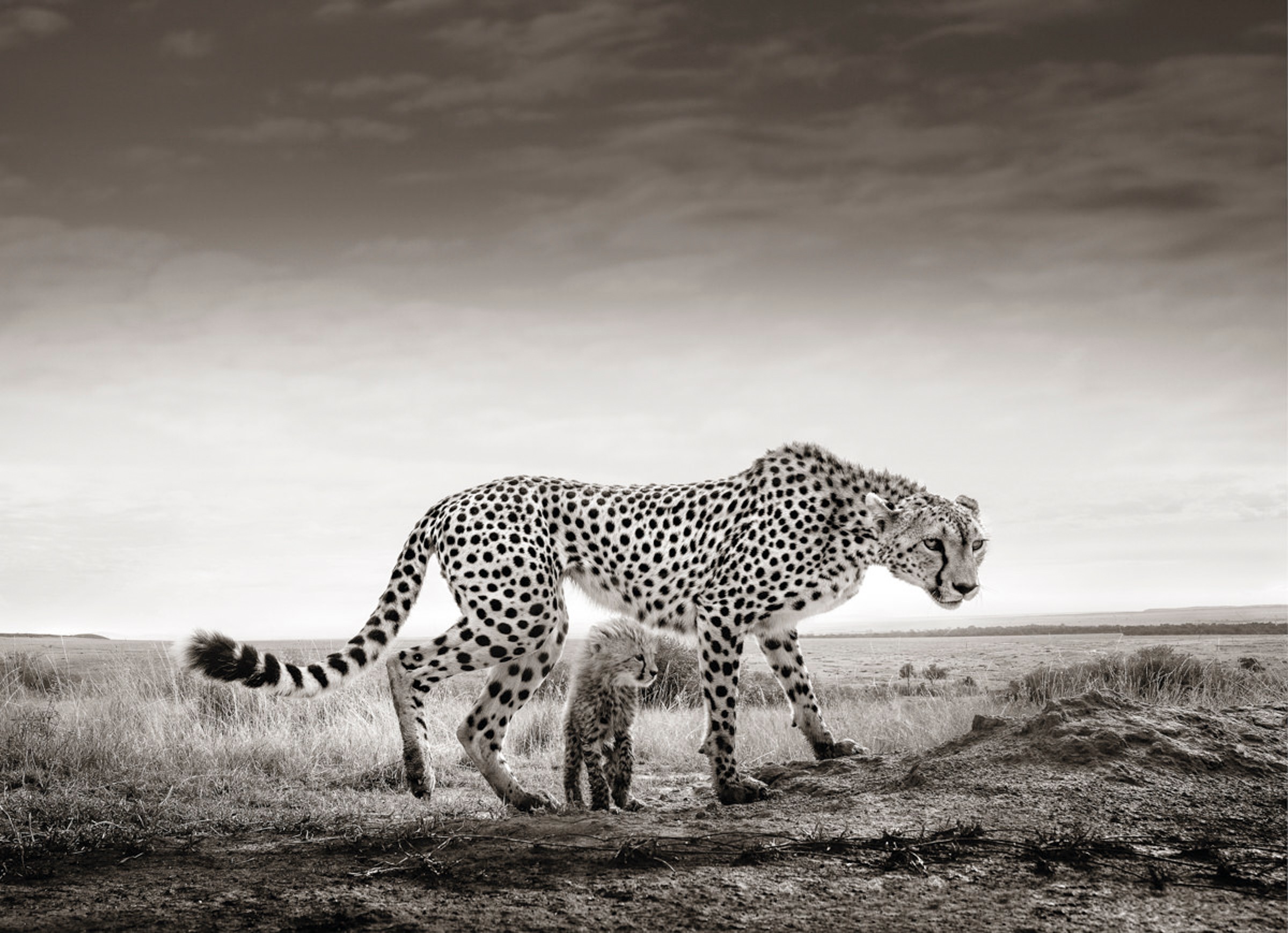 A cheetah walking on a plain with a cloudy sky in the background.