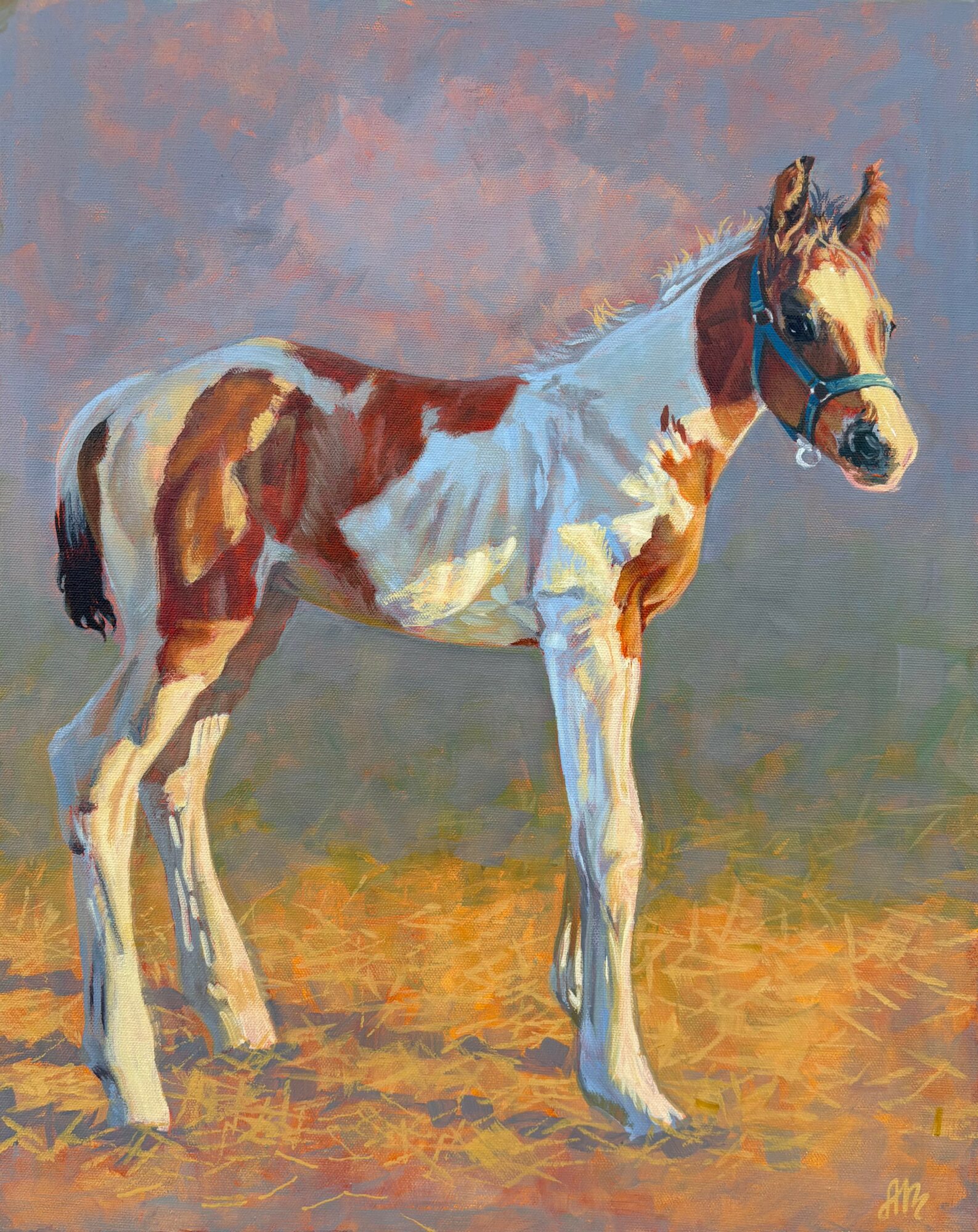 Young foal with a white and brown coat stands on a grassy field, wearing a halter, with a cloudy sky background.
