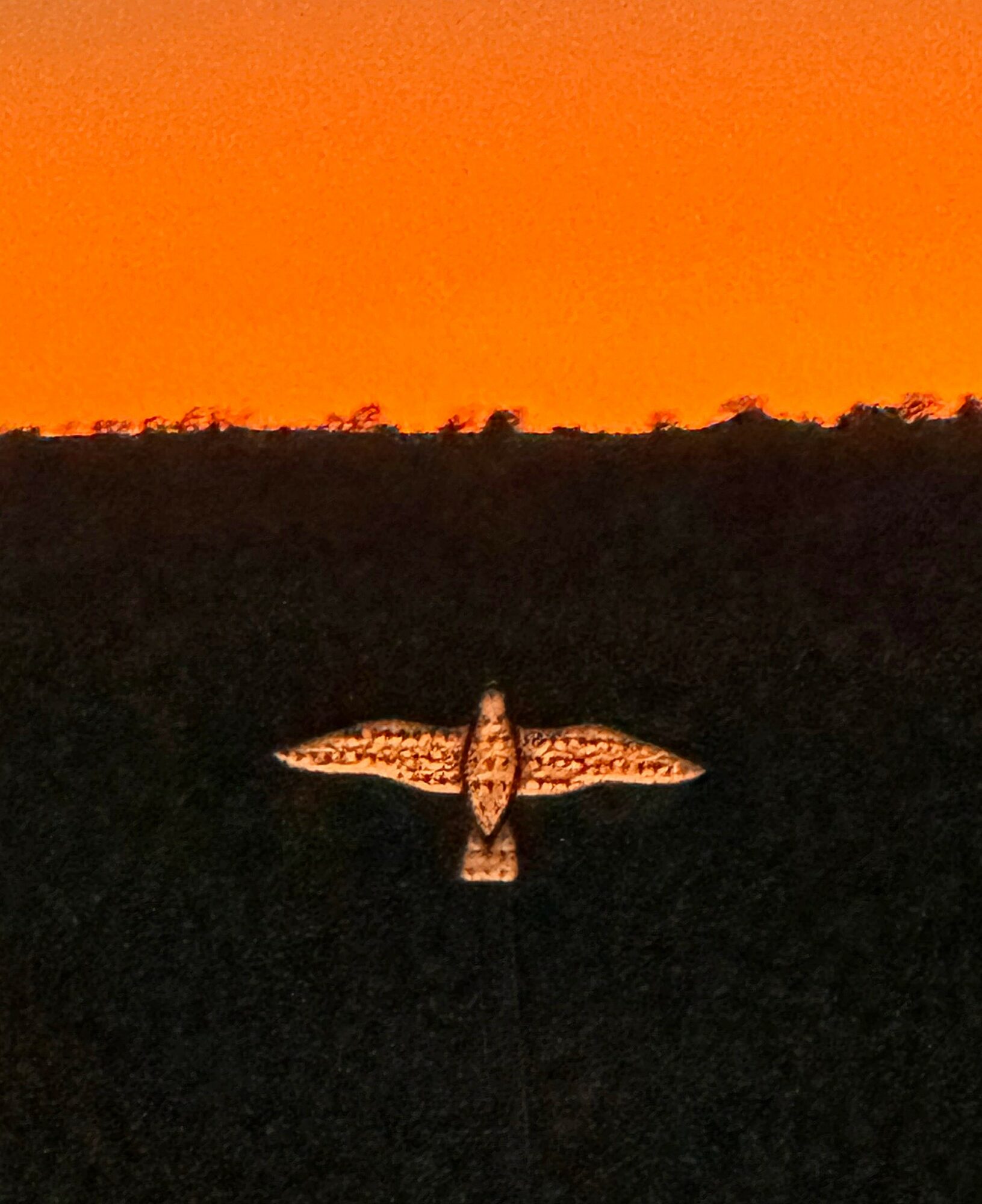 Moth with patterned wings flying against an orange sky at sunset, dark landscape below.