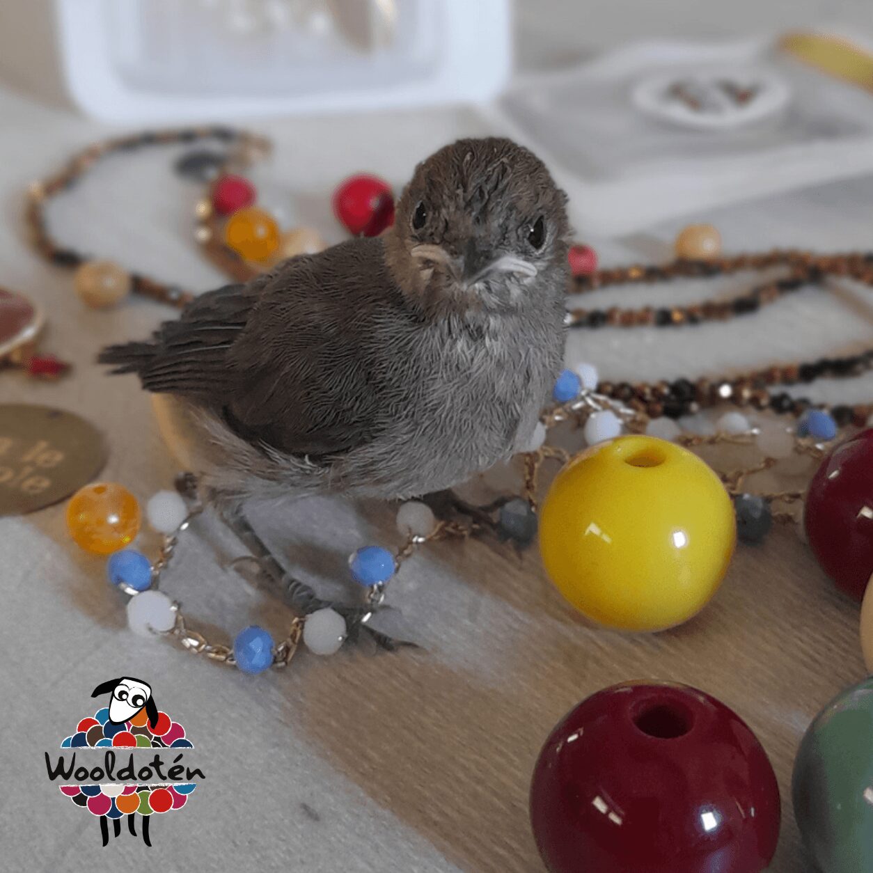 Small bird surrounded by colorful beads and large plastic balls on a table, with a Wooldatén logo in the corner.