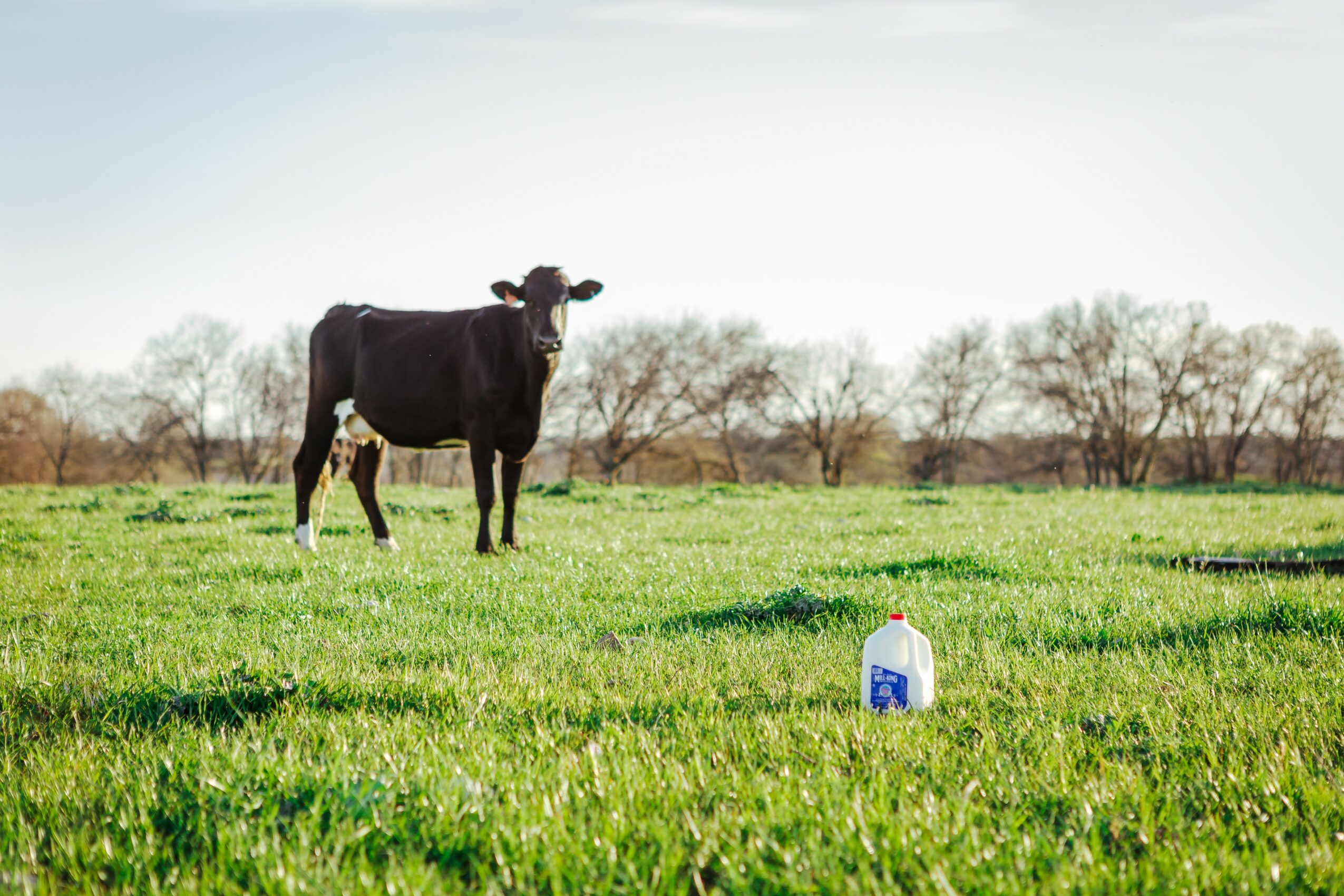 Cow standing in a grassy field with trees in the background, a small object on the ground nearby, clear sky