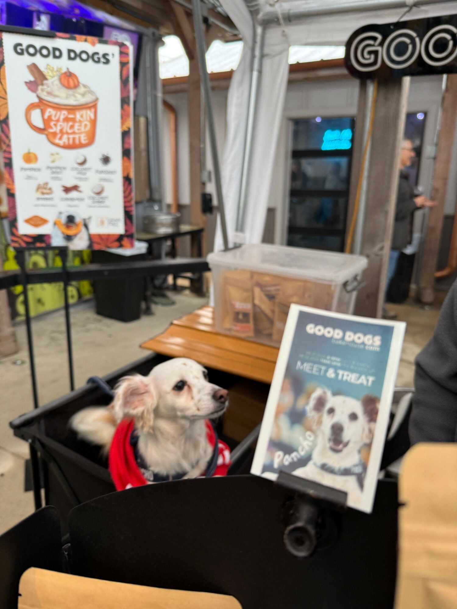 Dog with a red bandana sitting at a table with promotional signs for Good Dogs, in a cafe setting.