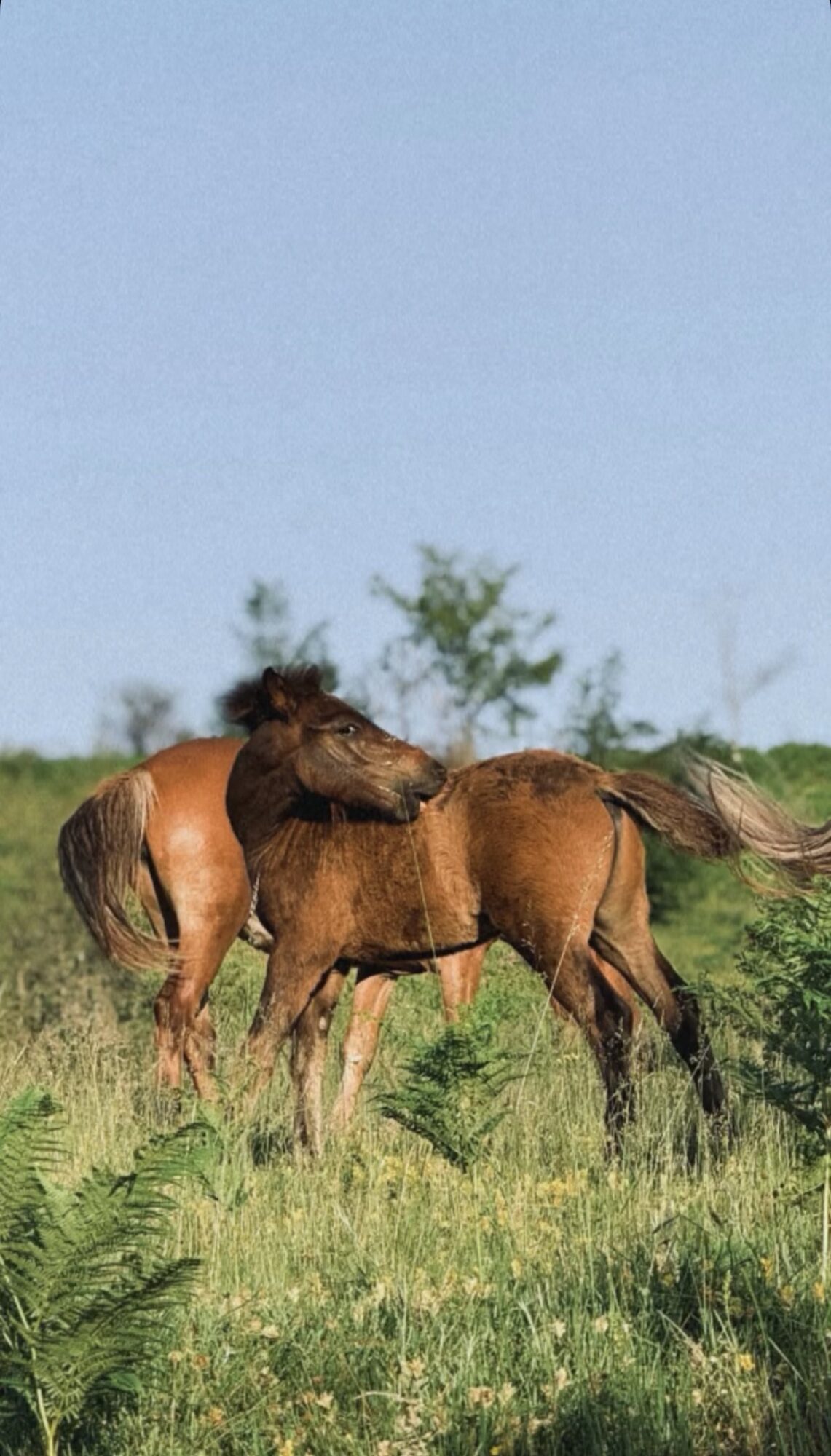 Two horses grazing in a grassy field with trees and a blue sky in the background.