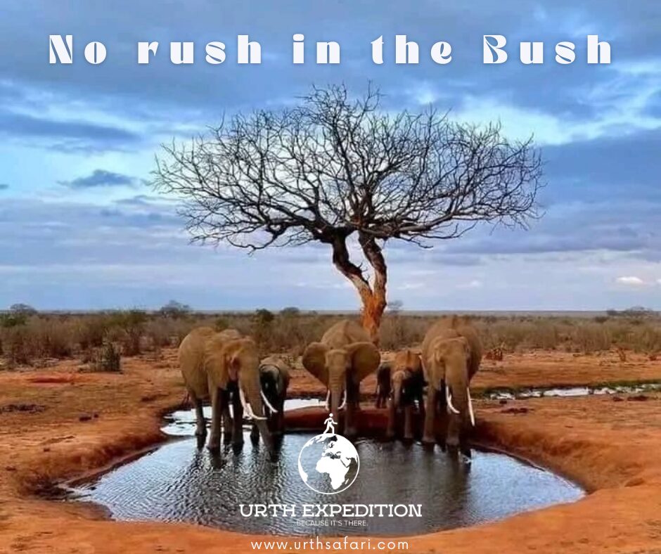 Elephants drinking water near a tree in a dry landscape with a blue sky, promoting a wildlife conservation message.