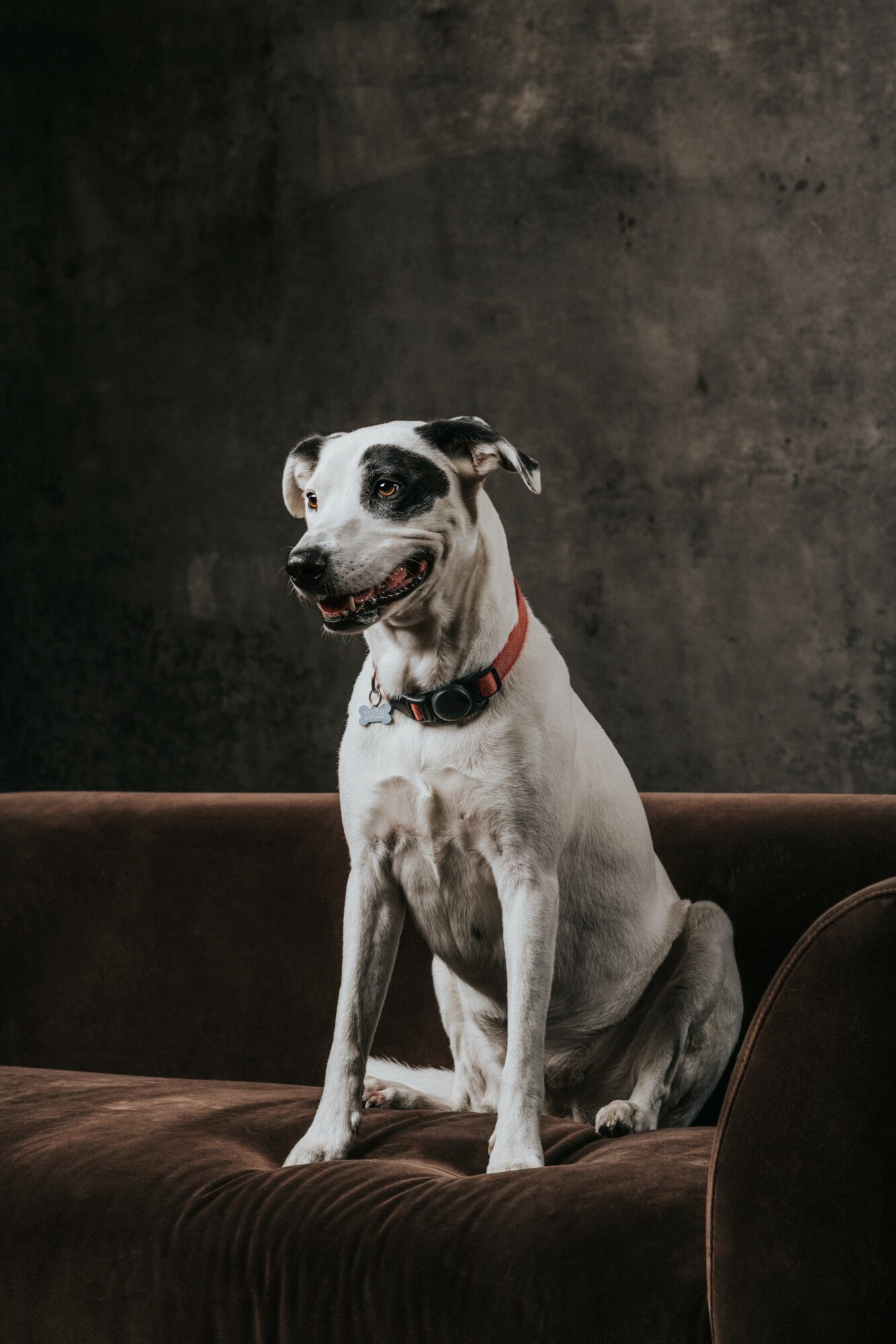 Dog sitting on a dark brown sofa against a dark textured wall, looking to the side with an open mouth.