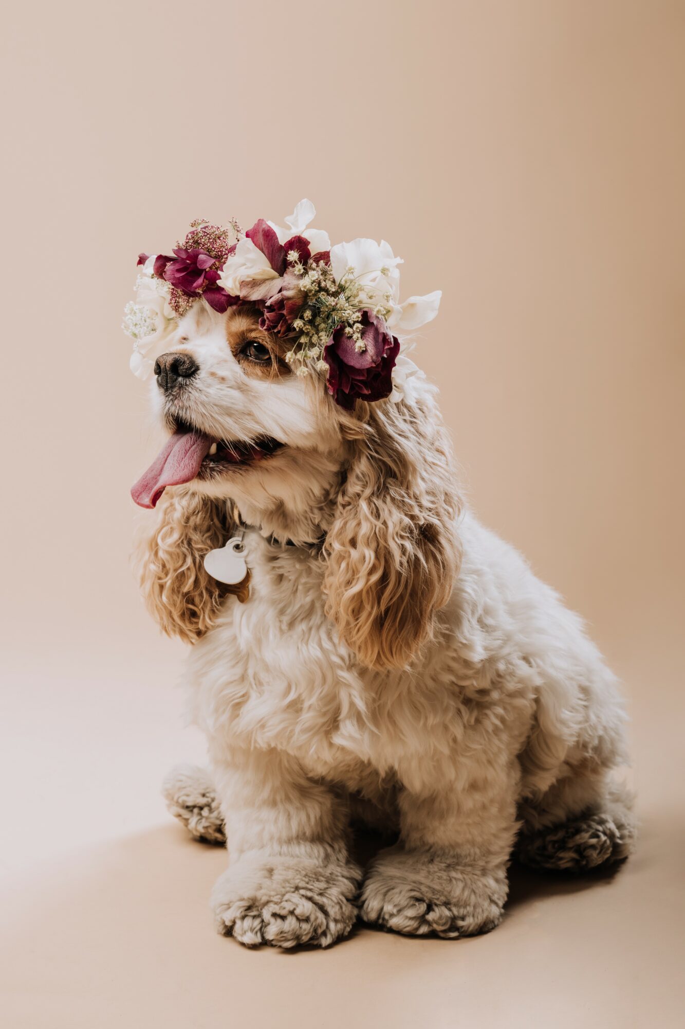 Cocker spaniel dog with a flower crown, sitting on a beige background, tongue out, looking to the side.