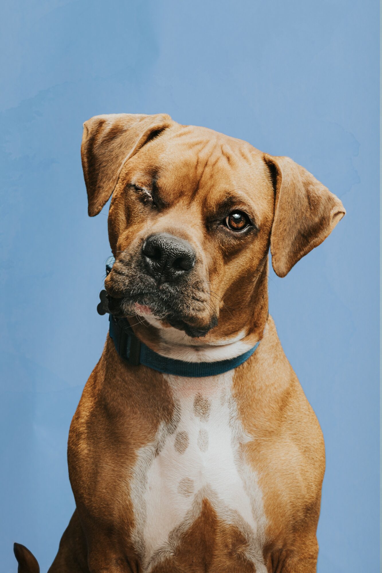 Young brown dog with a black collar against a blue background, looking at the camera.