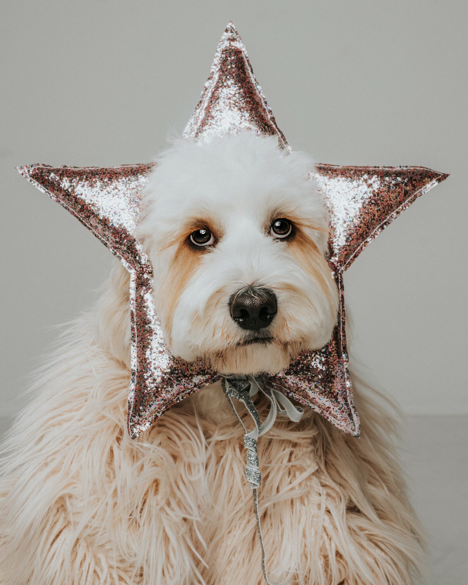 Dog with a star-shaped glittery headpiece, fluffy fur, and a neutral background.