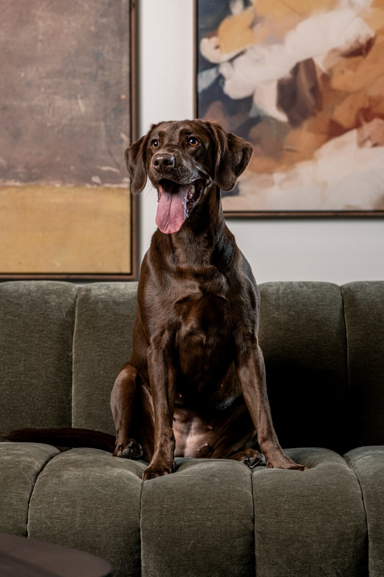 A brown dog with a pink tongue sitting on a dark green sofa in front of a window and abstract painting.