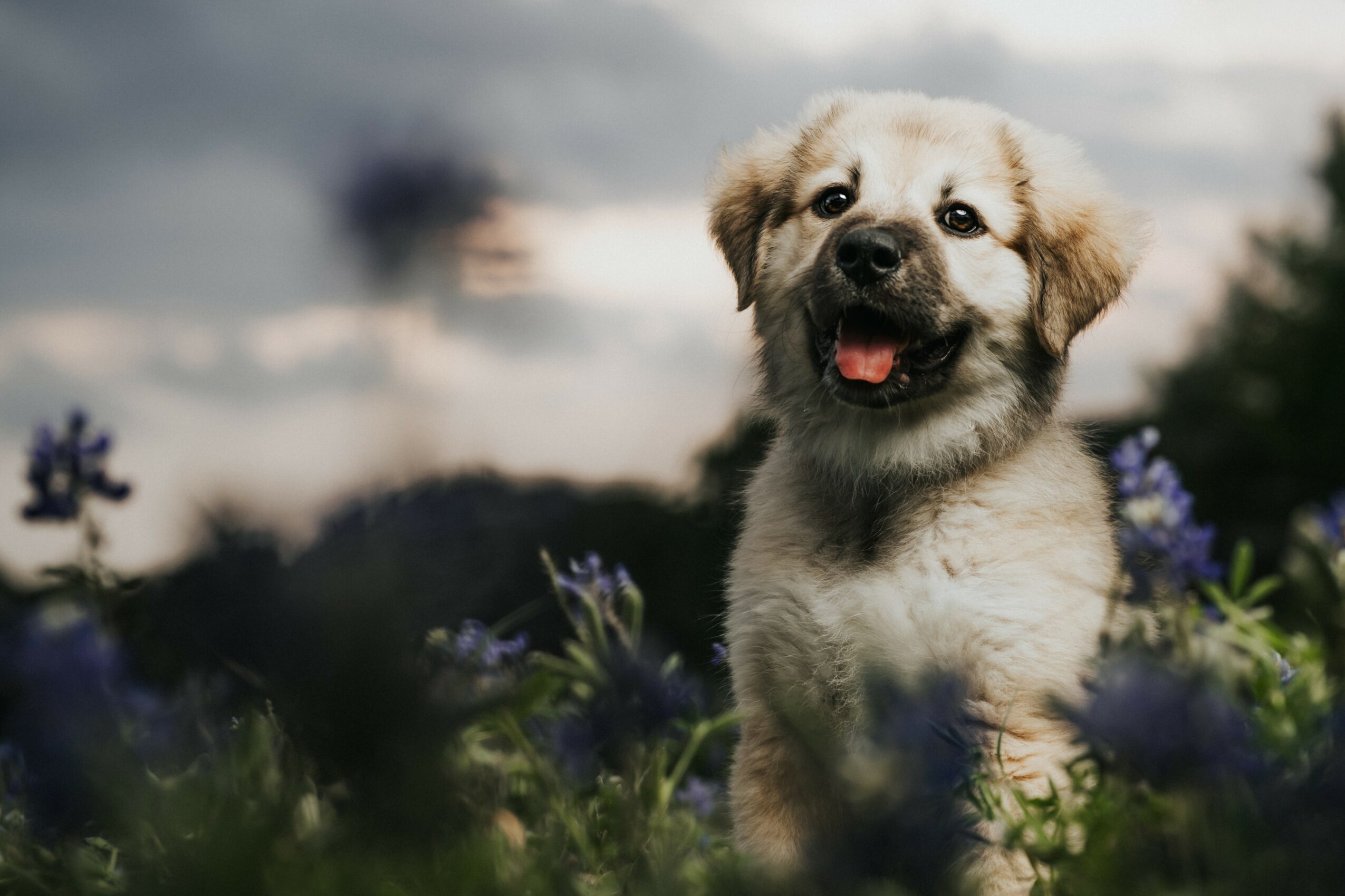 A happy puppy sitting among purple flowers outdoors with a cloudy sky background.