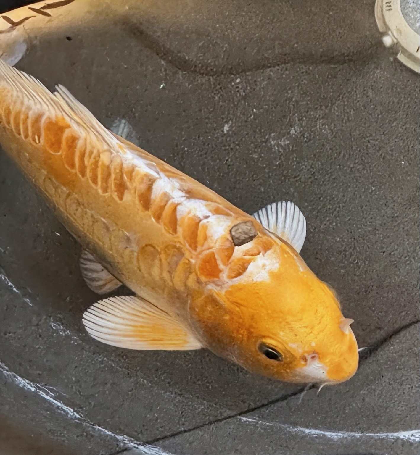 A fish with orange and white markings lying on a dark surface, with fins visible and a small eye.