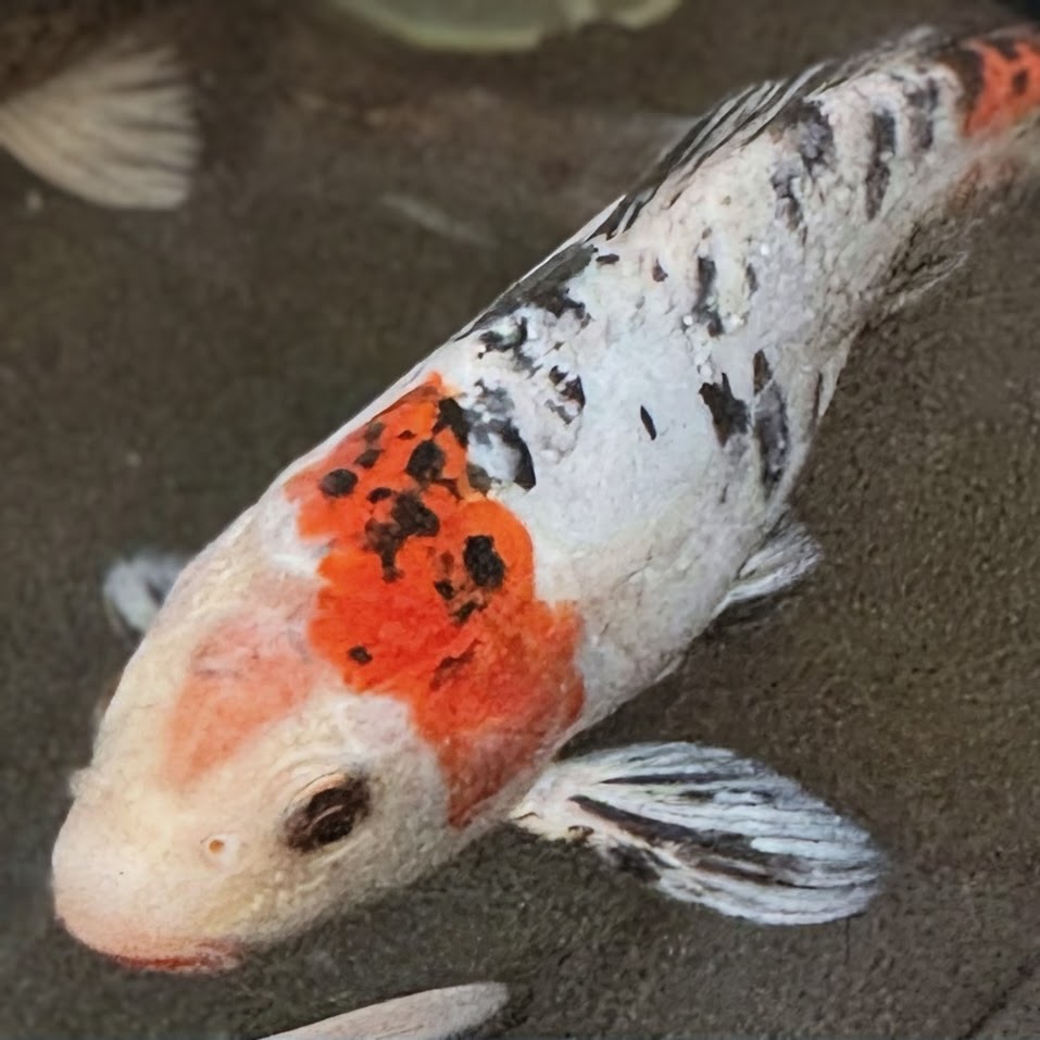 Colorful fish with orange, black, and white markings swimming on dark sand, facing left.