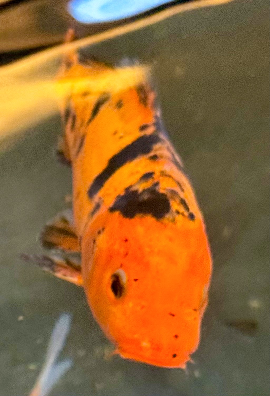 Close-up of a colorful fish with orange, black, and yellow markings swimming underwater.